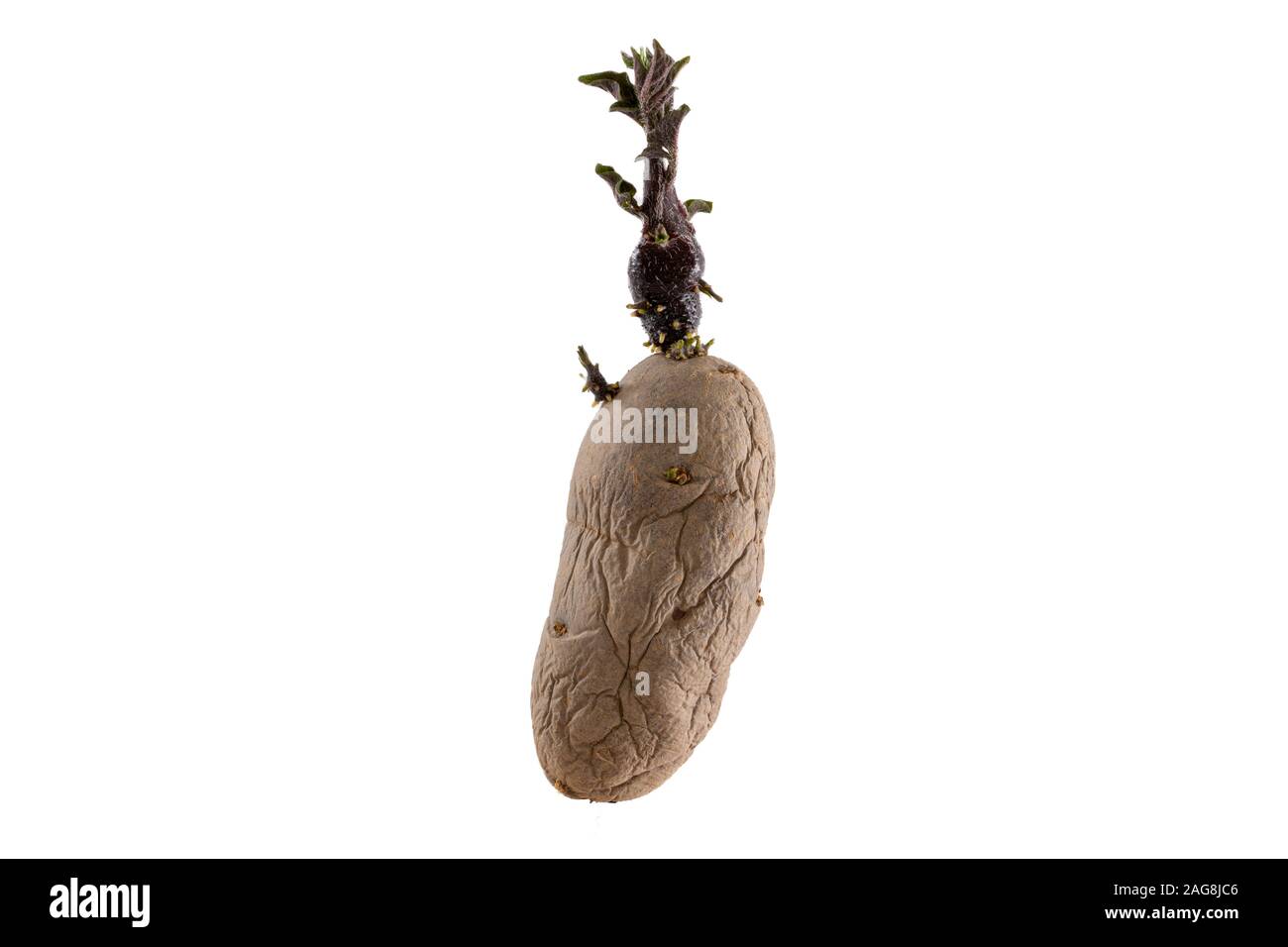 A rotten potato isolated on a white background - great for an article about agriculture Stock Photo