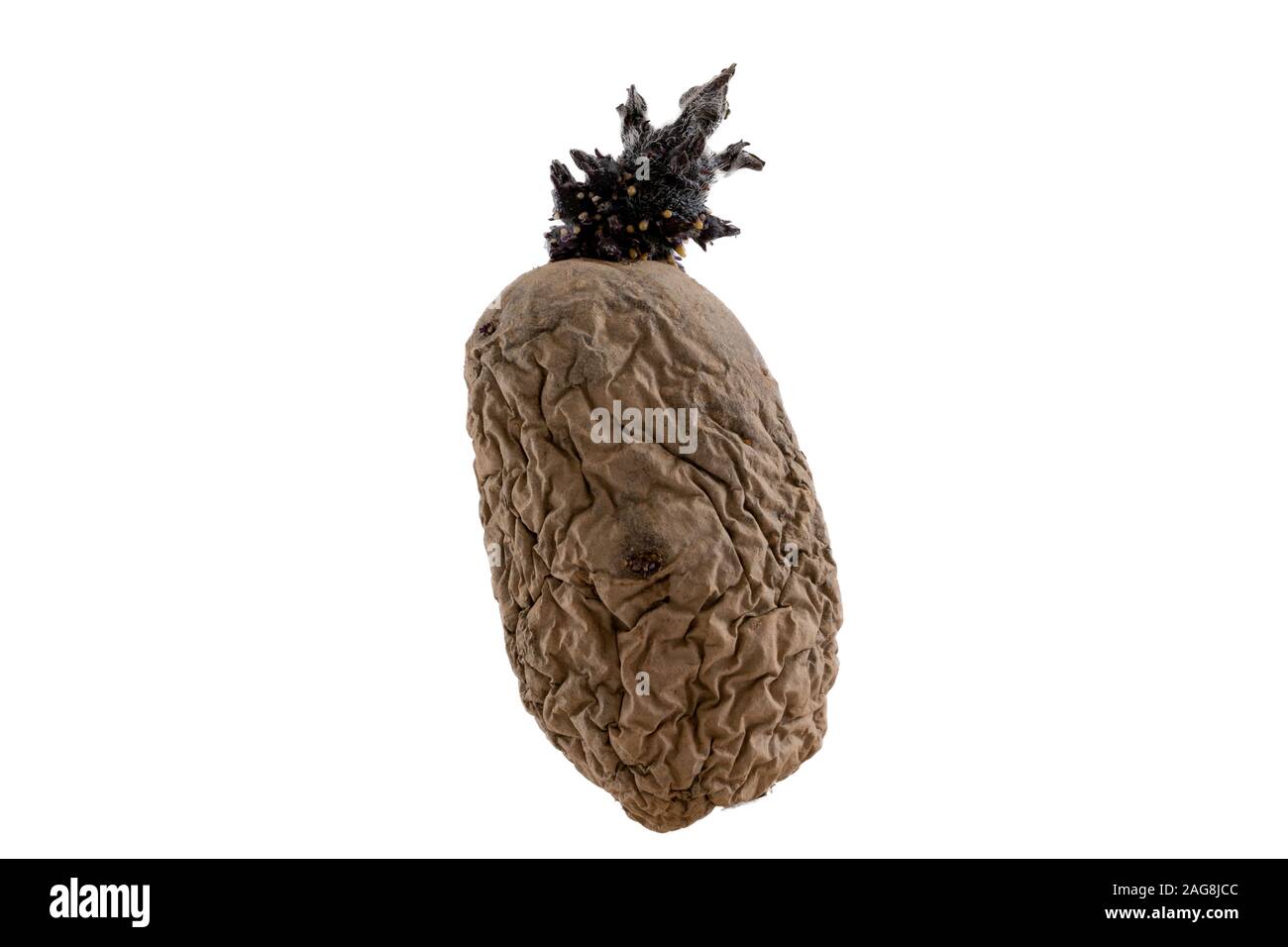 A rotten potato isolated on a white background - great for an article about agriculture Stock Photo