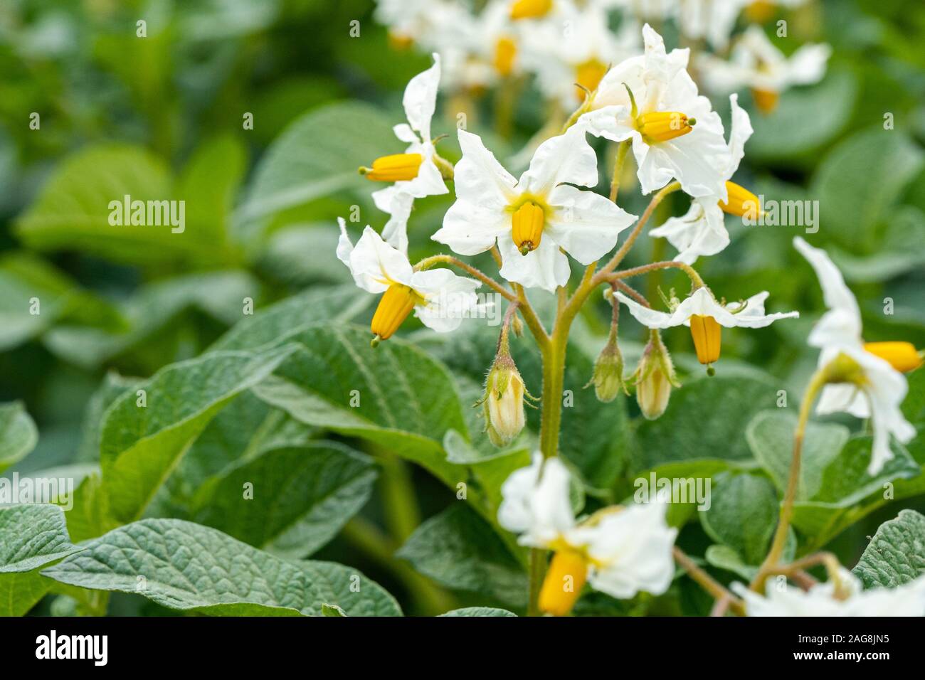 Closeup shot of beautiful California fawn lily flower with green leaves Stock Photo