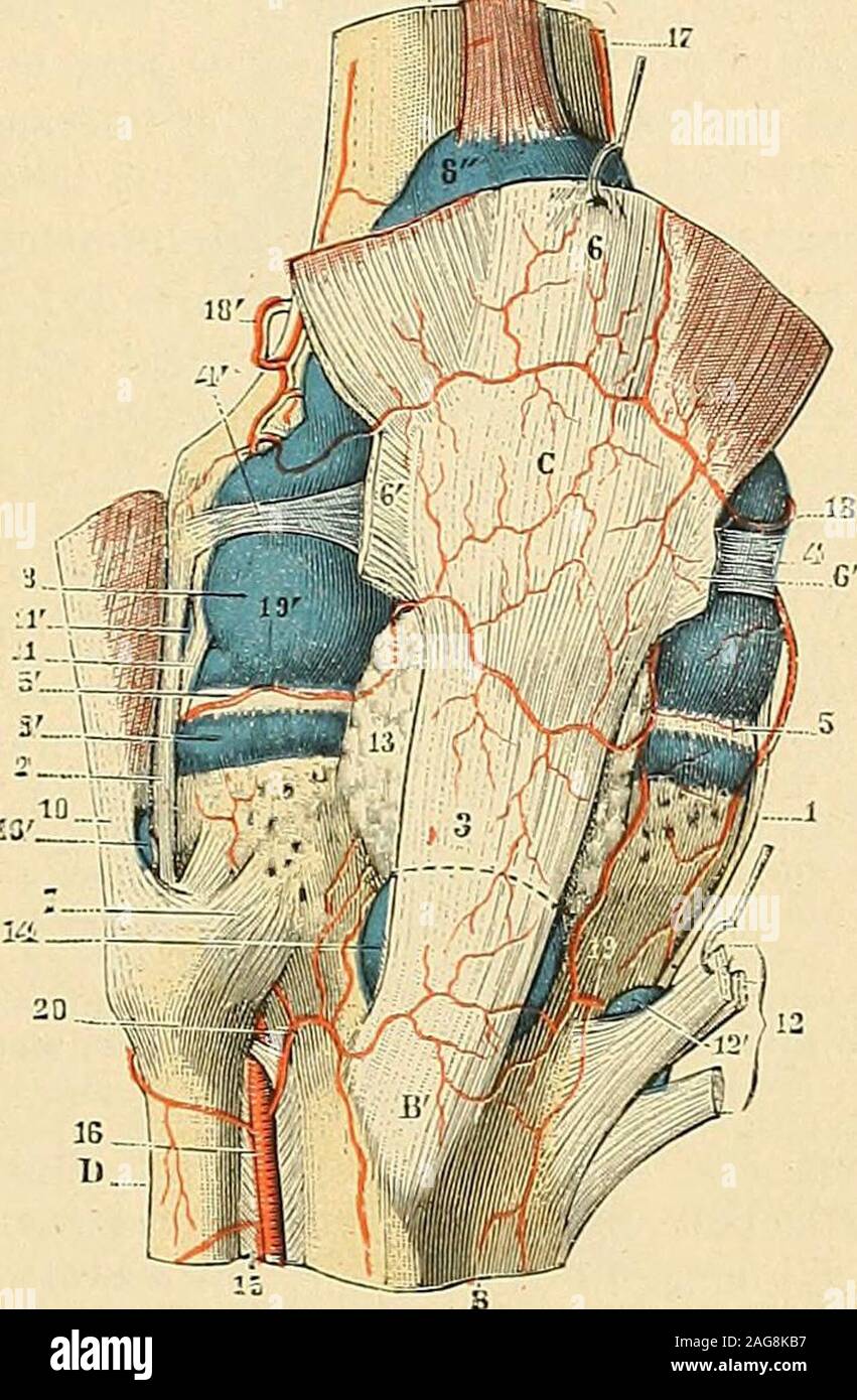 . Traité d'anatomie humaine : anatomie descriptive, histologie, développement. du fémurun angle fortement obtus, dont lesinus regarde le côté externe de larti-culation. Aplati davant en arrière et pluslarge en haut quen lias, le ligamentrotulien nous offre à considérer deuxfaces, deux bords, une base et un som-met. — Sa face antérieure ou cutanéerépond à laponévrose fémorale et à lapeau. — Sa face postérieure ou arti-culaire regarde larticulation. Elle ré-pond, à sa partie inférieure, à unebourse séreuse qui la sépare du tibia :cest la boursejprélibiale, laquelle fa-cilite le glissement du ten Stock Photo