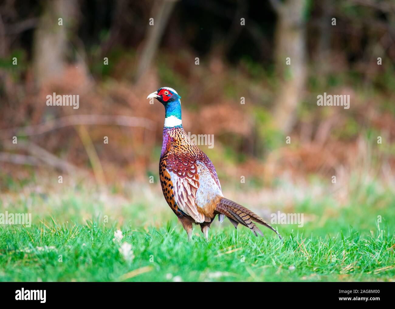alert pheasant with beatiful plumage  brown woodland in the background with copy space Stock Photo