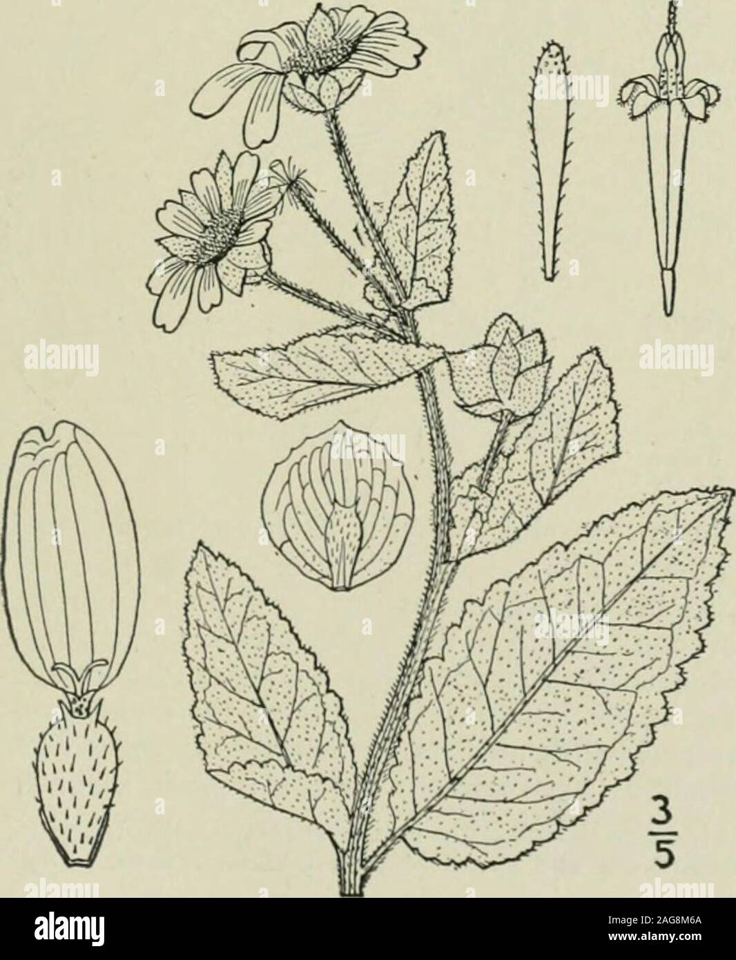 . An illustrated flora of the northern United States, Canada and the British possessions : from Newfoundland to the parallel of the southern boundary of Virginia and from the Atlantic Ocean westward to the 102nd meridian. ar and radiate yellow-flowers. Involucre depressed-hemispheric, its bracts imbricated in about 3 series, the outermost small, mostly oblong, thesecond series broader, oval or obovate, the inner membranous, similar, reticulated when mature,subtending the ray-flowers and exceeding the disk. Receptacle nearly flat, chaffy, the chaffsubtending the disk-flowers. Ray-flowers 5-12, Stock Photo