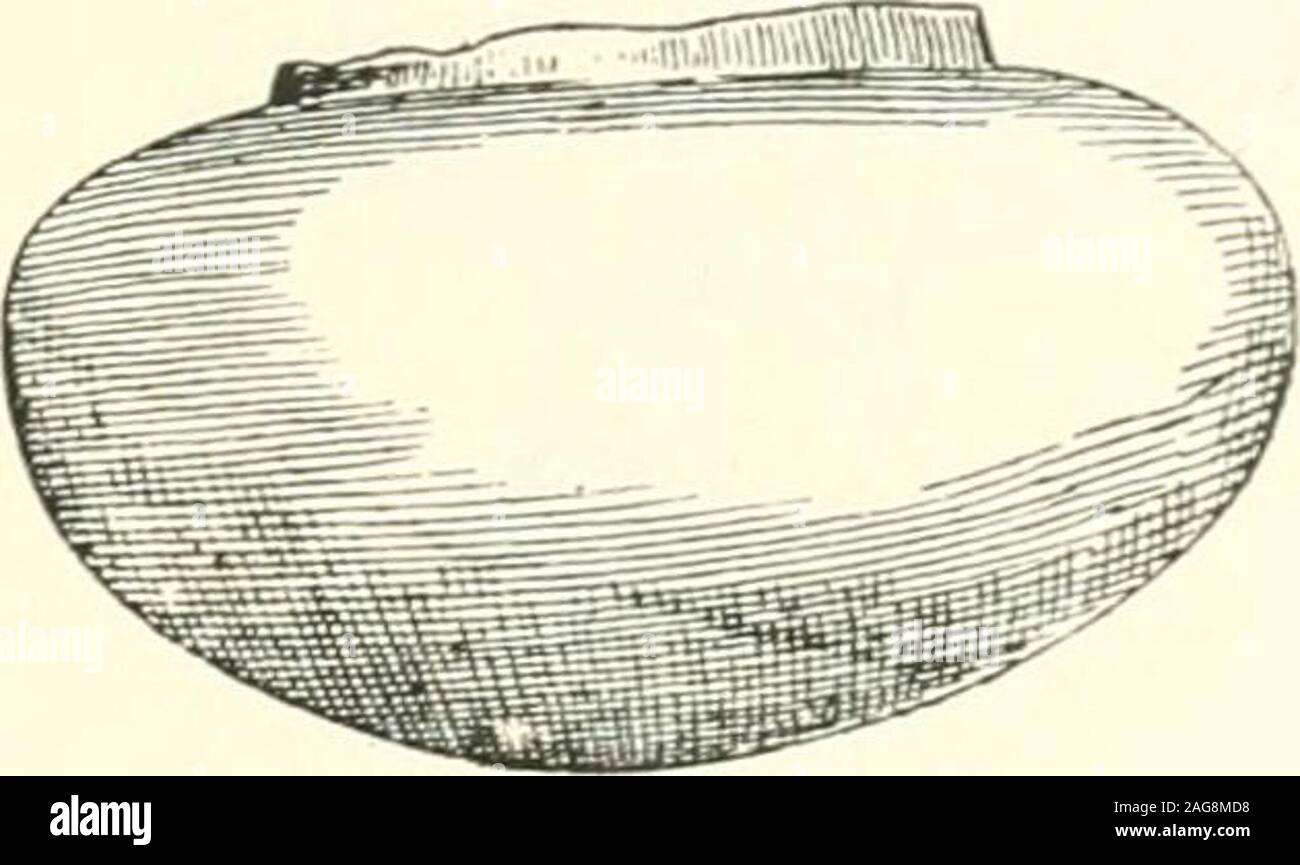 . Excavations at Phylakopi in Melos,. Fu:. ()7. Fio. 68. shoulders with two or four suspension-handles (either attached separatelyor pinched out of the sides), and small bases, flattened or slightly concave(Fig. 67, cf. J.H.S. 1884, p. 54, B.S.A., Vol. III. pp. 44, 45, Ec/). Apx-, 1898,PI. IX., 1 &). This characteristic type was very common. There wereinstances of horizontal handles as well as of the usual vertical ones, and insome cases the rim was turned slightly outwards (cf. p. 85). It is quite likely that some of the fragments belonged to pyxides of thesame shape as 1, but without the hig Stock Photo