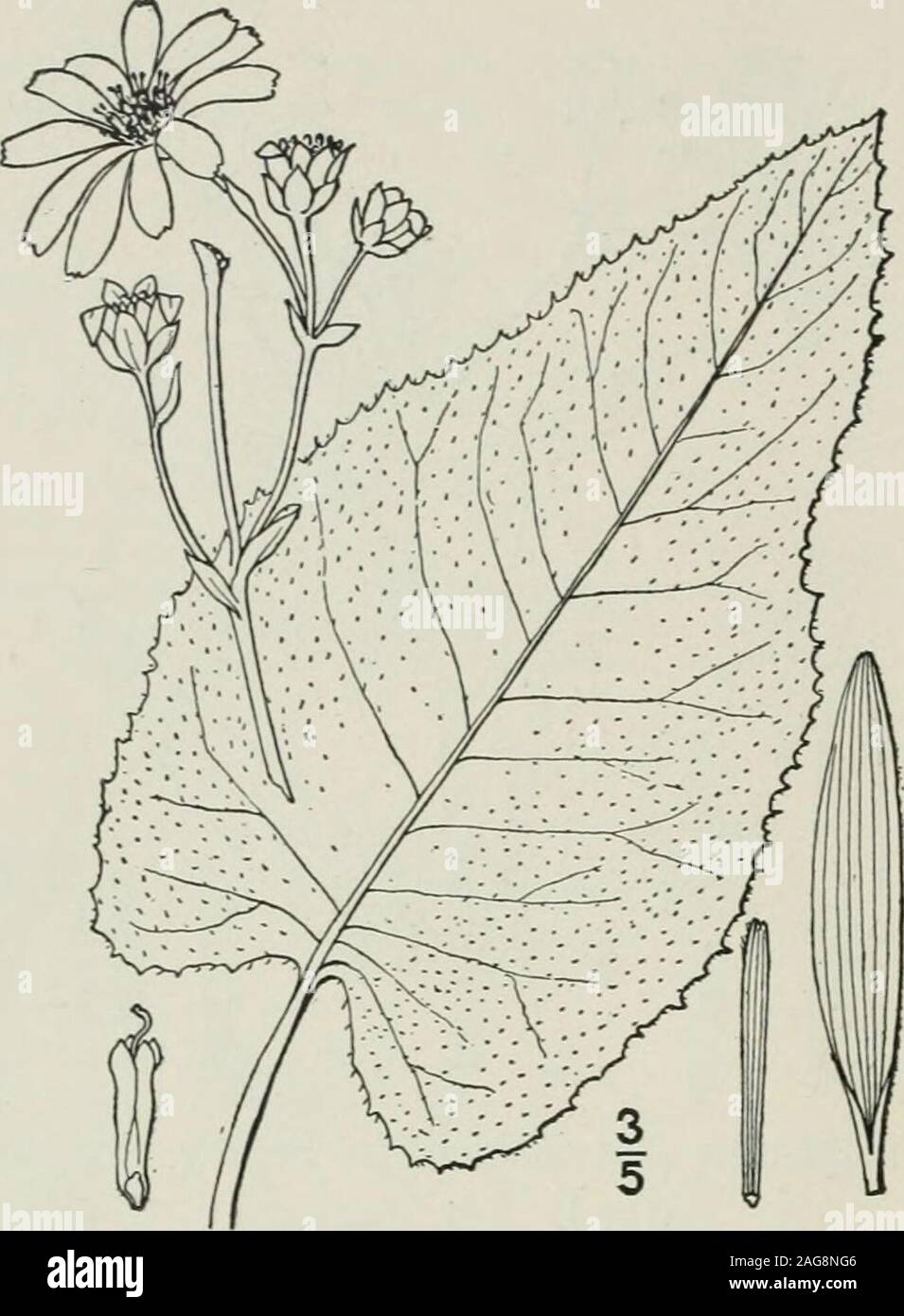 . An illustrated flora of the northern United States, Canada and the British possessions : from Newfoundland to the parallel of the southern boundary of Virginia and from the Atlantic Ocean westward to the 102nd meridian. 462 COMPOSITAE. Vol. III.. 6. Silphium terebinthinaceum Jacq. Prairie Dock. Prairie Burdock. Fig. 4426. Silphium terebinthinaceum Jacq. Hort. Vind.i: pi. 43. 1770. S. pinnatifidum Ell. Bot. S. C. & Ga. 2: 462.1824. Silphium terebinthinaceum pinnatifidum A.Gray, Man. 220. 1848. Stem glabrous or nearly so, branchedand scaly above, 4°-io° high. Leaves allbasal or nearly so, cori Stock Photo