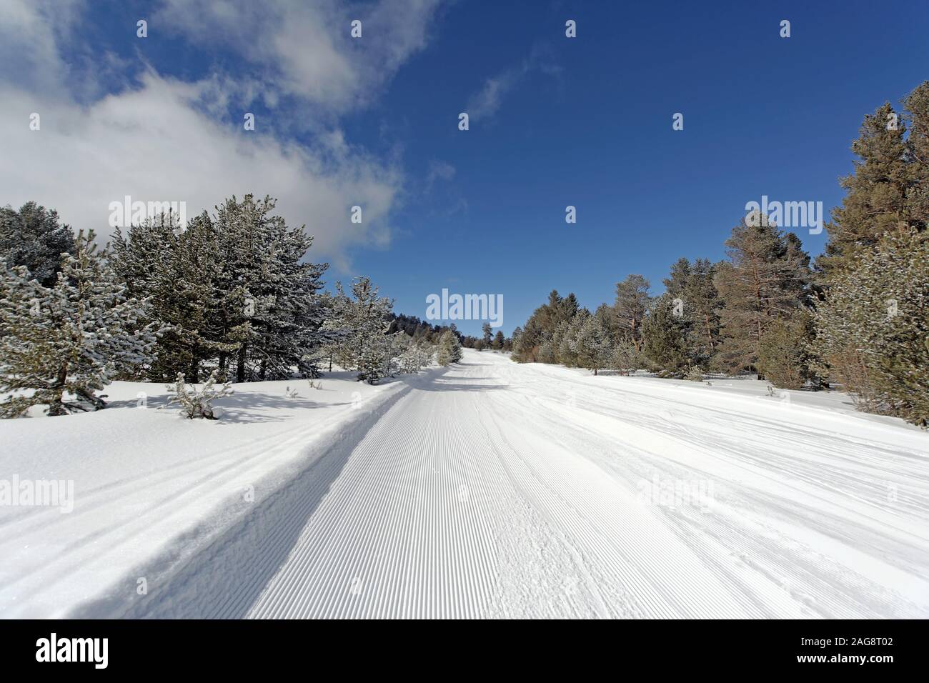Green level ski piste with smooth snow after groomed by a ski truck in Sarikamis Turkey. Pine trees covered with snow around the road. Stock Photo