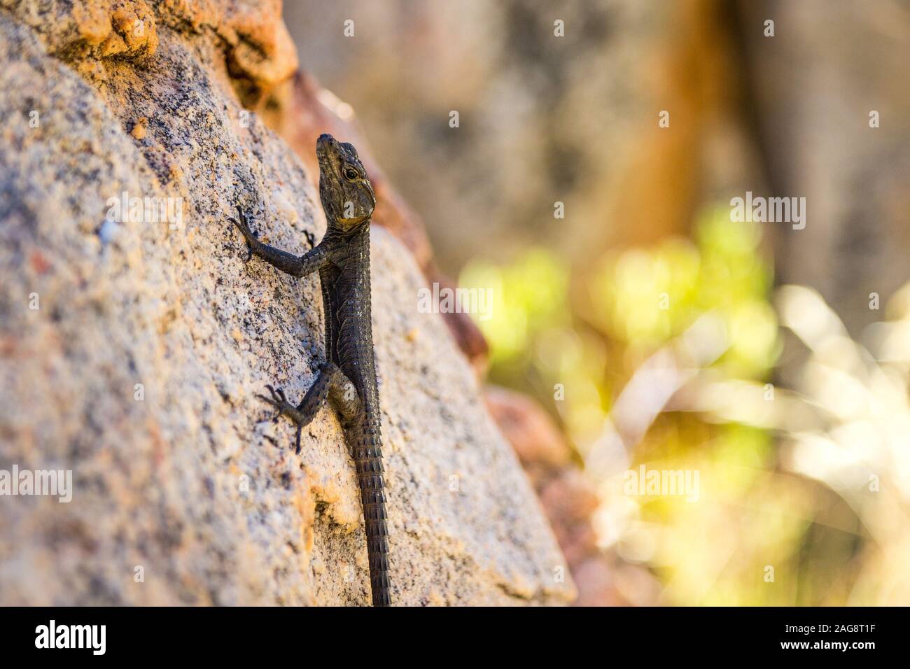 Black lizard with white dots on the head, climbing a stone, Cederberg