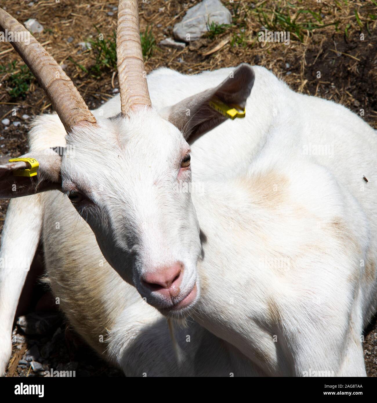 A Closeup of a Horned Goat with White Fur in the Village of Les Lindarets in the French Alps Portes du Soleil France Stock Photo