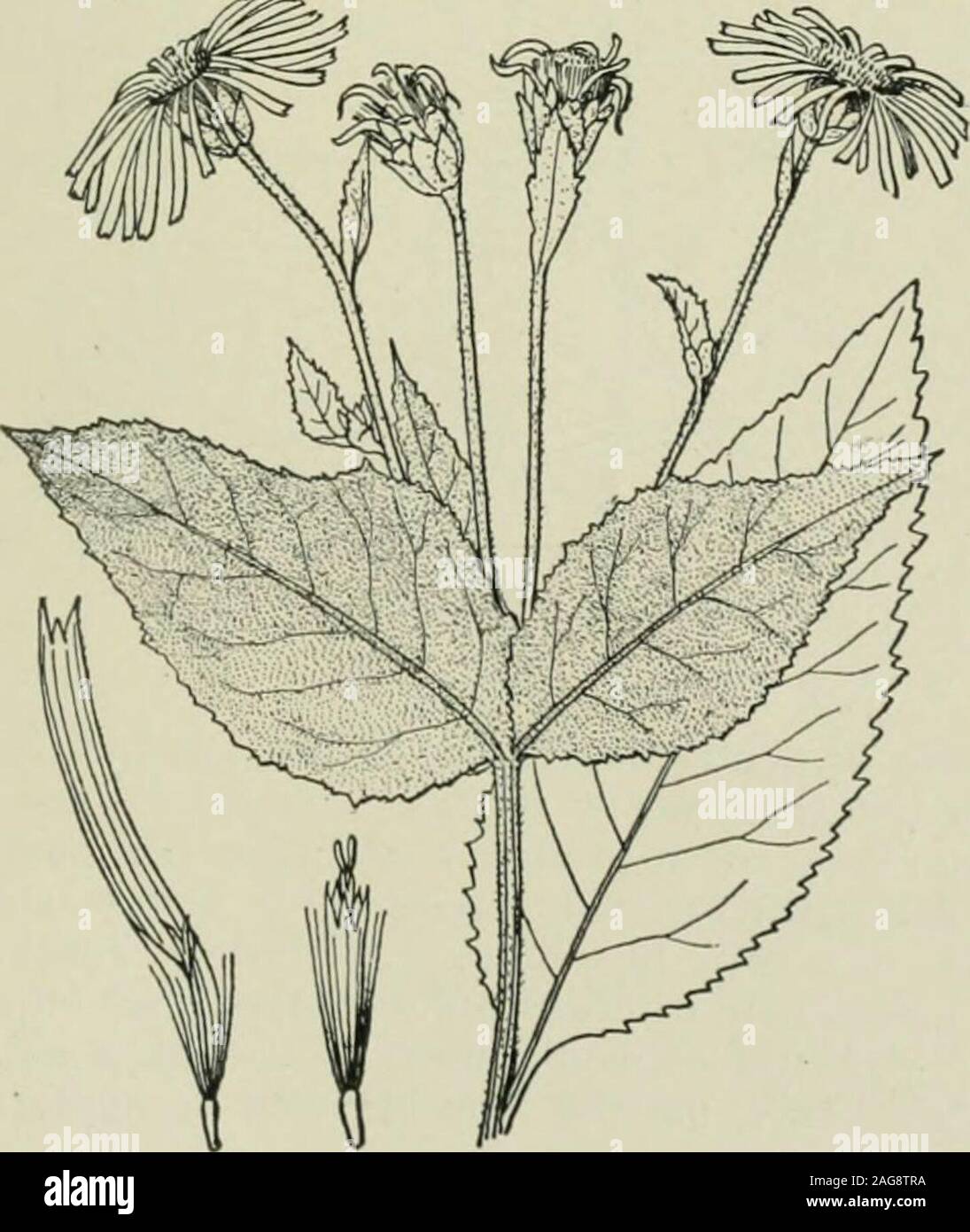 . An illustrated flora of the northern United States, Canada and the British possessions : from Newfoundland to the parallel of the southern boundary of Virginia and from the Atlantic Ocean westward to the 102nd meridian. Inula Helenium L. Horseheal. Fie Elecampane. 4416. Inula Helenium L. Sp. PI. 881. 1753. Stems tufted from large thick roots, simpleor rarely somewhat branched, 2°-6° high,densely pubescent above. Leaves large, broadlyoblong, rough above, densely pubescent be-neath, denticulate, the basal ones acute at eachend, long-petioled, 10-20 long, 4-8 wide;stem leaves sessile, or cordat Stock Photo