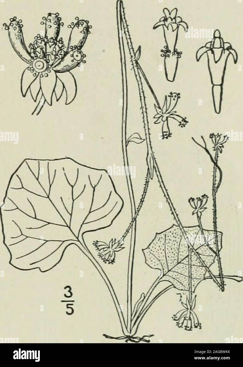 . An illustrated flora of the northern United States, Canada and the British possessions : from Newfoundland to the parallel of the southern boundary of Virginia and from the Atlantic Ocean westward to the 102nd meridian. led, small;bracts of the involucre 4 or 5, ovate to lanceolate, re-flexed in fruit, at length deciduous; achenes 3-4long, I thick, the upper part beset with nail-shapedglands. In moist woods, northern Michigan and Lake Superior toBritish Columbia, Montana and California. May-July. 47. INULA L. Sp. PI. 881. 1753. Perennial, mostly tomentose or woolly herbs, with alternate and Stock Photo