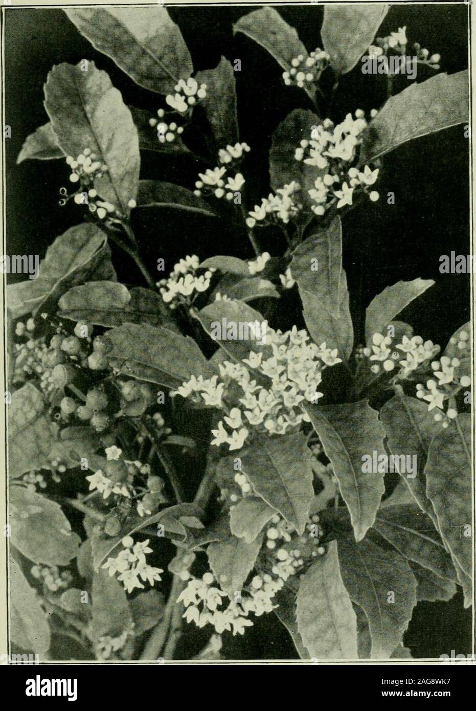 . Plants of New Zealand. ¥ii. 54. Ixerba brexioides (J nat. size) 3 in.-6 in. long, oblong, roughly serrate, leathery. Flowers j in. in diameter,pale-lilac. Racemes axillary, 3 in.-4 in. long. Called by settlers New Zealandlilac. Maori name, KumaraJiou. North Island only : Auckland, Hawkes Bay,and Taranaki. Fl. Oct.-Nov. Genus Ixerha. An evergreen tree, with thick, leathery leaves, and flat panicles of whiteflowers. Calyx 5-lobed ; petals 5 ; stamens 5. (Name an anagram of Brexia.)1 sp. Ixerba brexioides {The Brexia-like Ixerha).A beautiful tree, sometimes 70 ft. in height. Leaves 3 in.-7 in. Stock Photo