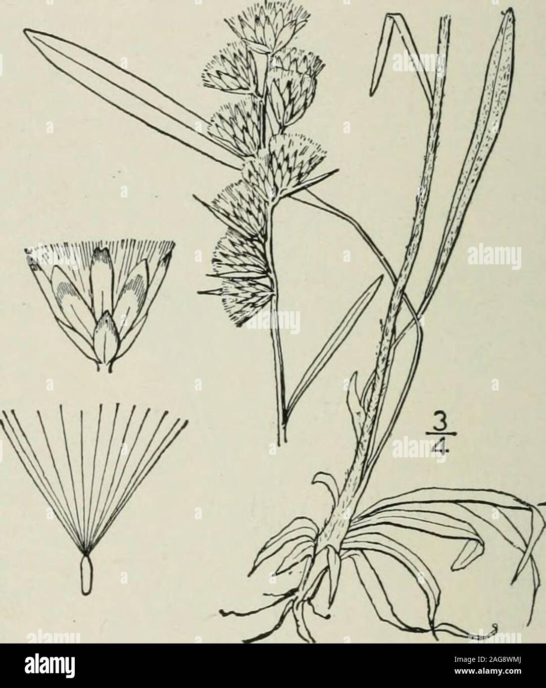 . An illustrated flora of the northern United States, Canada and the British possessions : from Newfoundland to the parallel of the southern boundary of Virginia and from the Atlantic Ocean westward to the 102nd meridian. the involucre ovate-oblong, darkbrown, or brown-tipped, glabrous or slightlywoolly, obtuse ; pappus-bristles united at the base,falling away in a ring; achenes hispidulous. Mt. Albert, Gaspe, Quebec, north to Greenland andArctic America. Also in Europe. July-Aug. 8. Gnaphalium sylvaticum L. Wood Cudweed. Chafweed. Owls Crown. Golden Motherwort. Fig. 4413. Gnaphalium sylvaticu Stock Photo