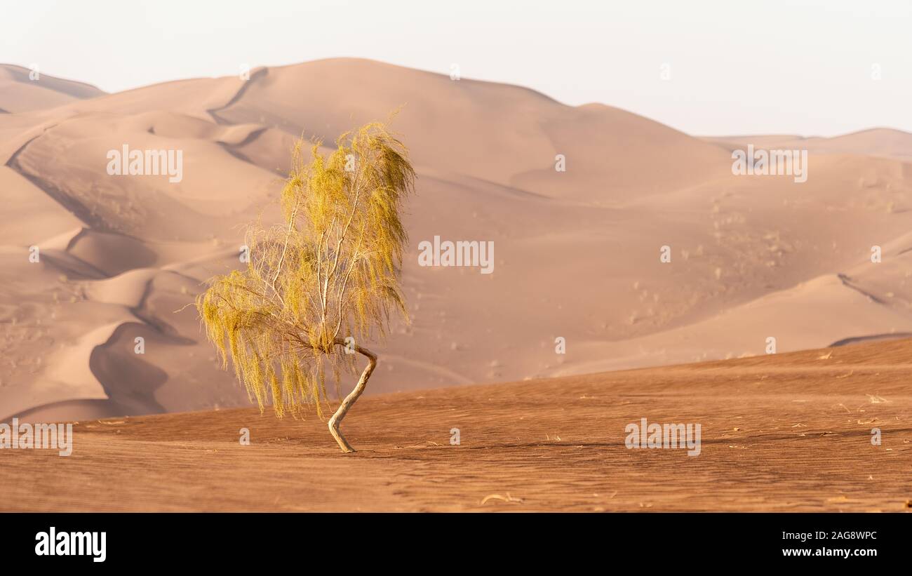 a tamarisk tree in the lut desert desert Stock Photo
