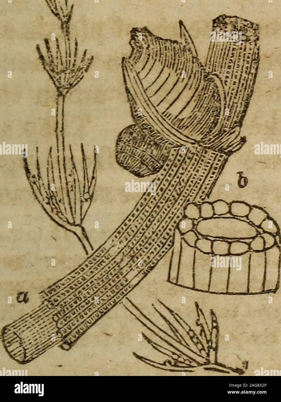 The botanical class-book, and flora of Pennsylvania, designed for 