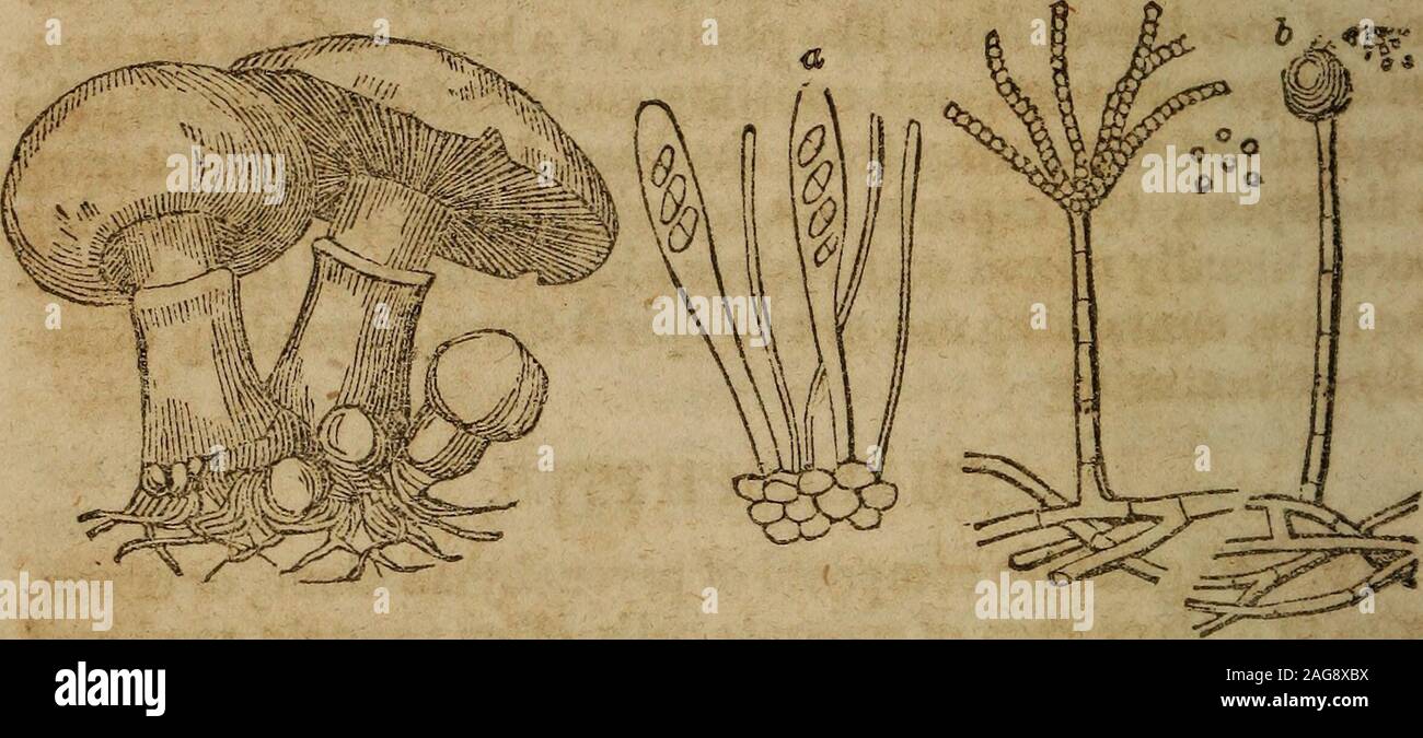 . The botanical class-book, and flora of Pennsylvania, designed for seminaries of learning and private classes. Fig-. 13*. Fruit-stalk, with a portion of the foliage of Jungermannia, magnifiedto phow its entire celluar structure; a, one of the tubular spirally-marked c Usfrom the fru.t; b, the spiral threads which result from .4* d sruptio^. ffte: IS?, a. a stone upon which a Lchen (Pormellia conp r.«aMa growing; &.Cladonaooccinnea, bearing its fructificat.on in founded red masses on the edges ofa raised cup. 271. The Order Lichenes (Lichens, Fig. 133,) form thehighest grade of this lower seri Stock Photo