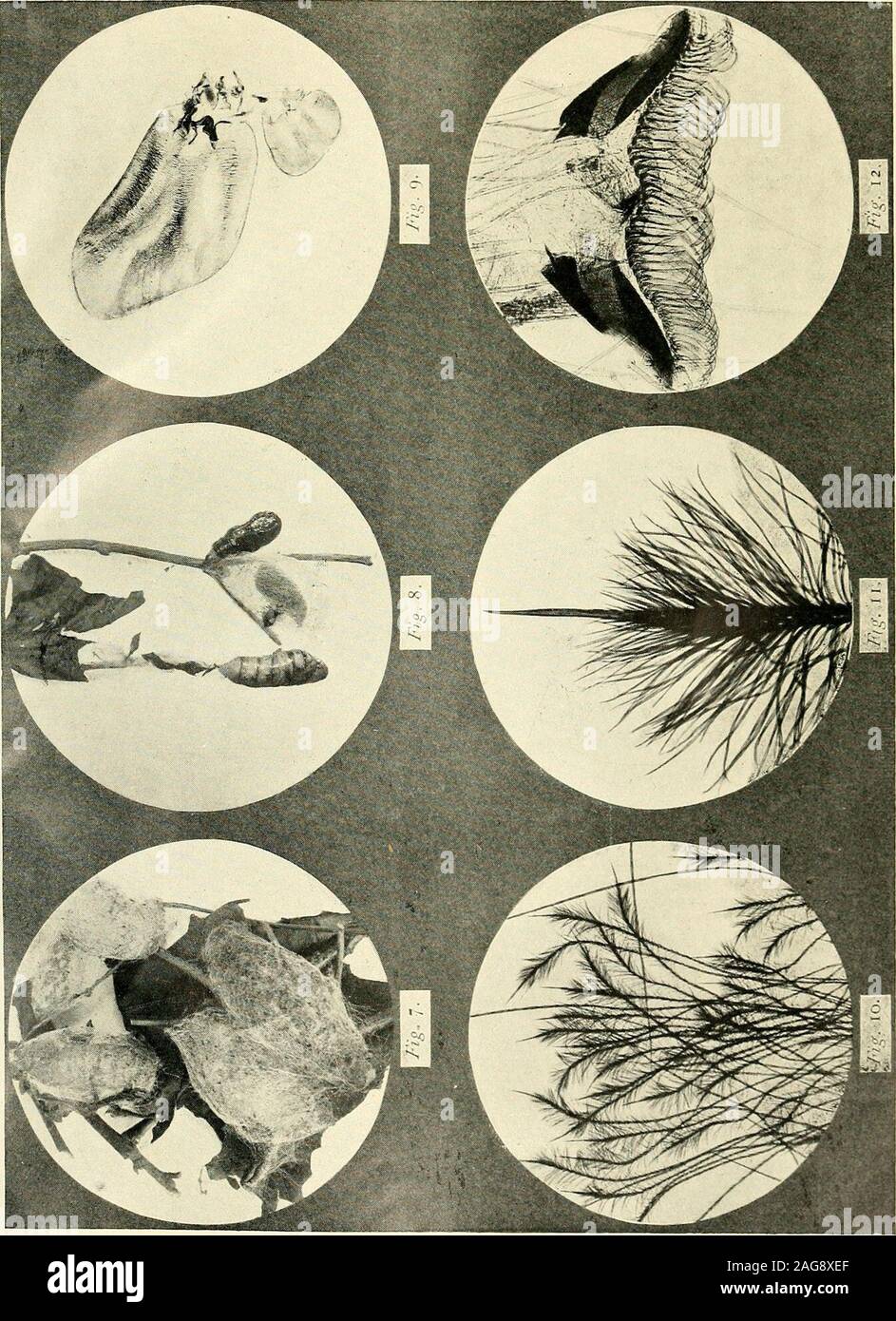 . The Entomologist's record and journal of variation. Vol. XVIII. Pu X. Stock Photo