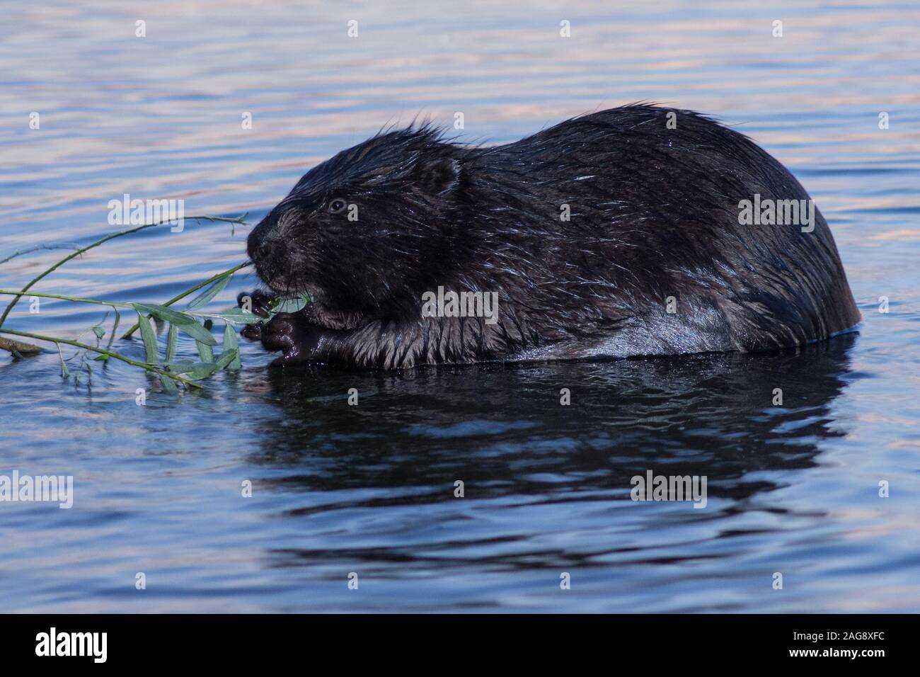 Beaver eating a fresh twig in the water Stock Photo