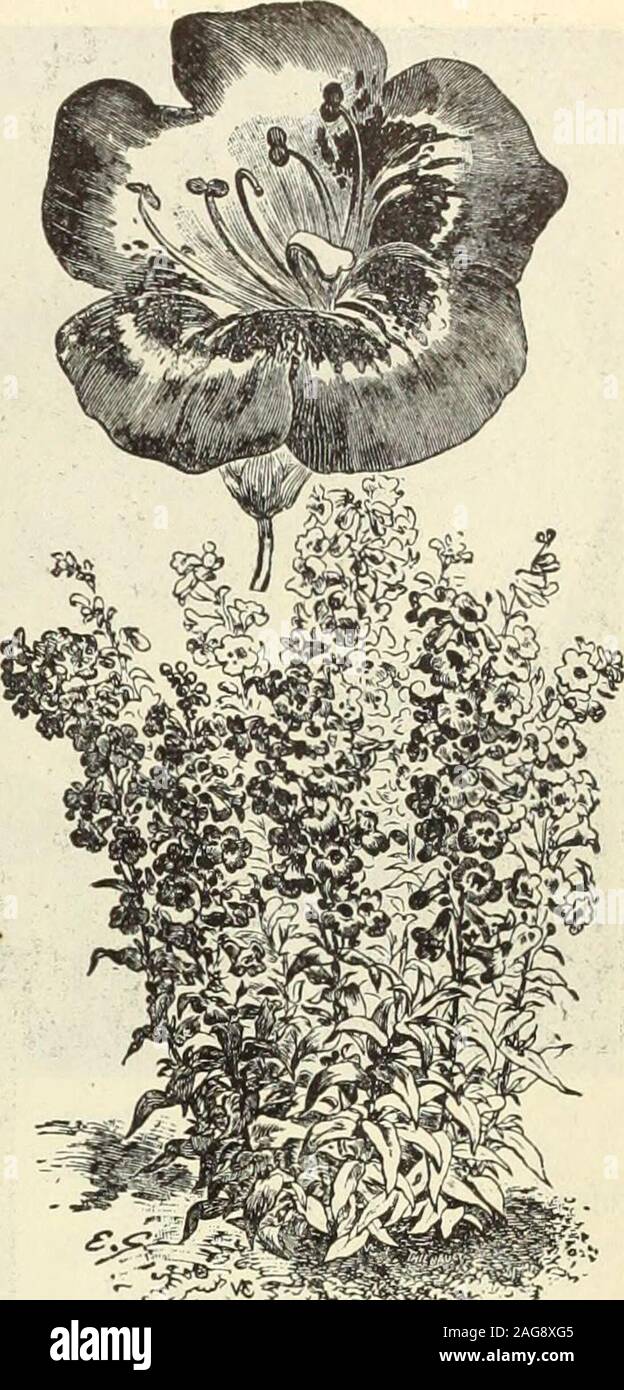 . Dreer's 1913 garden book. n popularityat it becomes better known. It forms dense bushes, 3 to 4 feet high, bearingfreely during the summer months spikes of delicate pink tubular flowers notunlike a gigantic heather 10 3652 — Alba. Pure white, and a pretty companion to the pink variety 10 PLATYCODON (Chinese Bell Flower. One of the best hardy perennials, producing very showy flowers during the wholeseason. They form large clumps, and are excellent for planting in permanent bor-ders or among shrubbery; easily raised from seed, which begins blooming in Augustif sown outdoors in April.3663 Urand Stock Photo