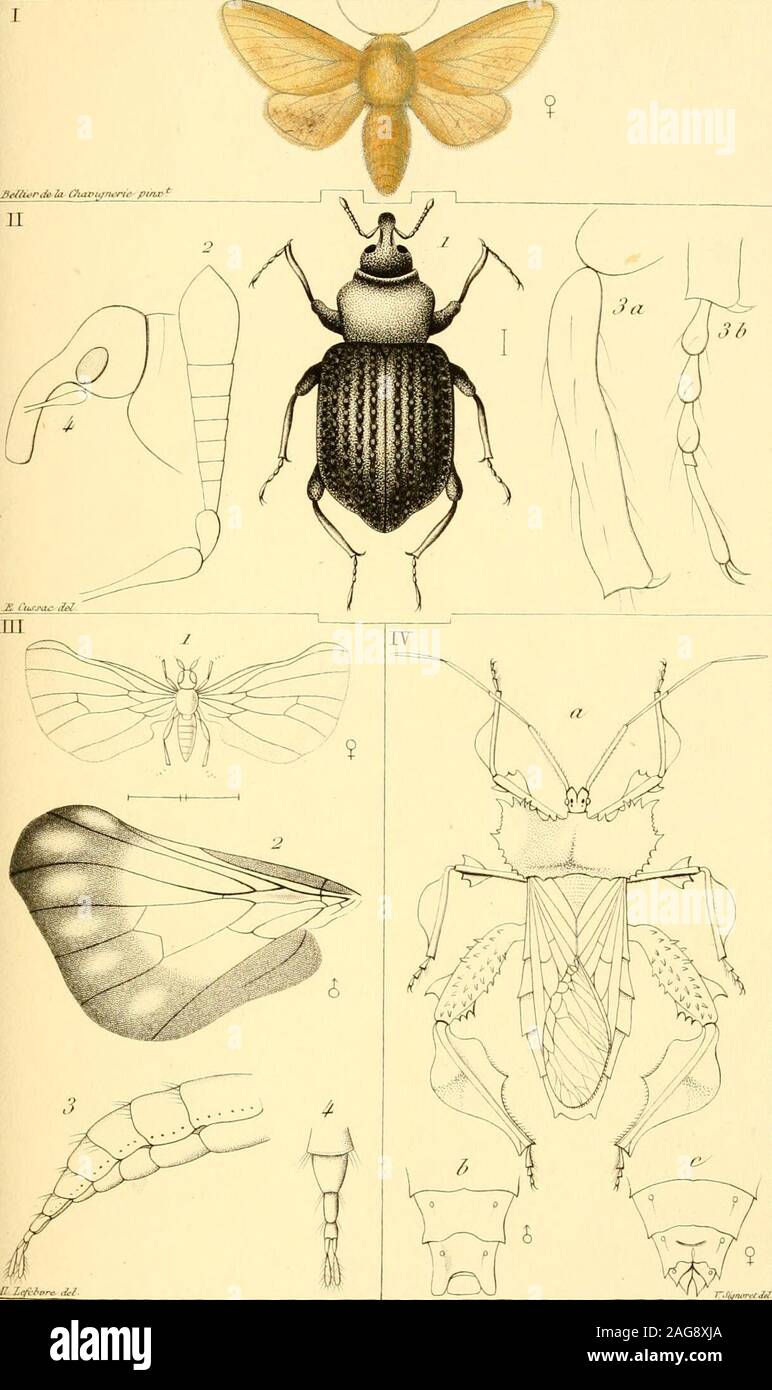 . Annales de la Société entomologique de France. 1 . C/il/Uhl lÙjPlIf f.,,m /,/n, /&gt;////il i. il/lO/llû/w Jliiuiho- Je II ^lîn-tc/éEntoino/ih/ii/ue Je France 2-, léfie Tome UT/. 4-. I. Boméi/.i rar/re/ij-iir tiii/ /tifArou:teni-/u/i).deFatyer ,lài iH. 6ri.iprdr Mit/Hv. IV. .PetlWCeÙ.r .rpÙWJ-l/J- r Jïçnoret JiMaLr lit: /a Jocù^/d-ETitomûloi/ïi/iie i/d Fi-diuY 2S,,-,,i TiJinc U: PI. Jj, ^ J m Stock Photo