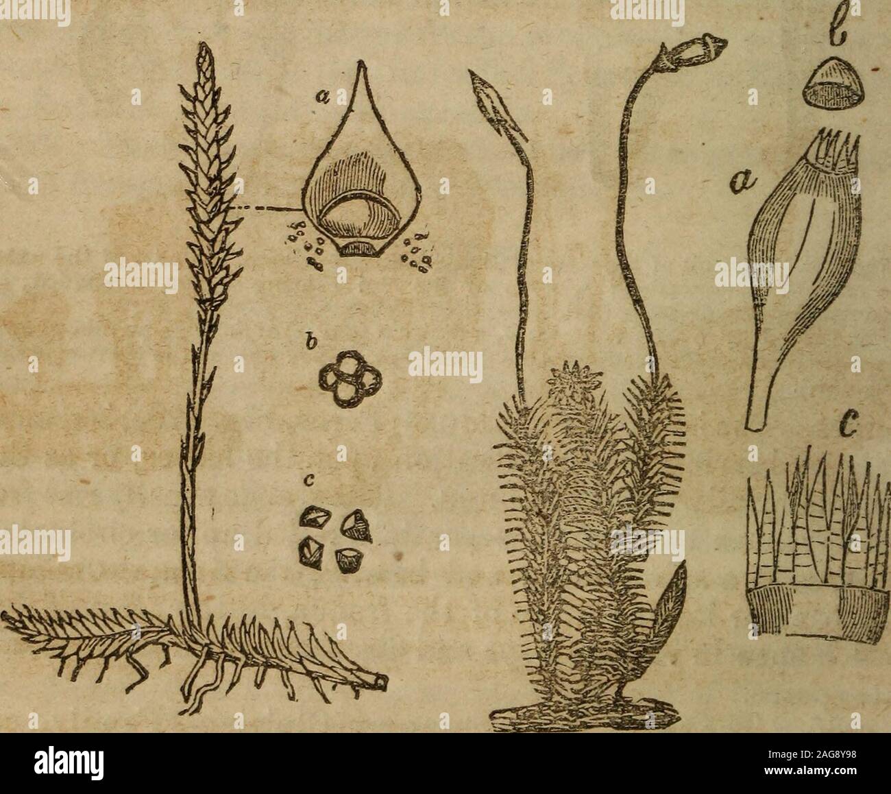 . The botanical class-book, and flora of Pennsylvania, designed for seminaries of learning and private classes. 130. 131.. Fig. 130. Lycopodium, nearly of the natural size; a, a leaf from the spike offructification, with the sporecases in its axils, and spores falling out; b, a group oflour spores magnified ; c, the same separated. Fig. 131. A Moss (Polytrichium) of the natural size; a, a magnified theca, fromwhich the lid or operculem, b, has been removed, showing the peristome; c, a por-tion of the outer and inner peristome highly magnified. THALLOPHYTES. 85 268. The Order Musci (Mosses, Fig Stock Photo