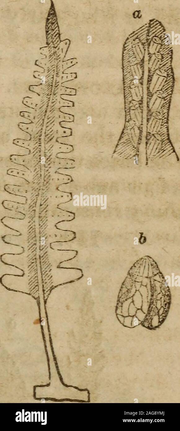 . The botanical class-book, and flora of Pennsylvania, designed for seminaries of learning and private classes. Pig. 128. Summit of the stem of Equisetum sylvaticum ; a, part of the axis ofthe cone of fructification; b, some of the fn it bearing organs, magnified; c, aseparate the ex, more magnified. Fig. 129. Polyi odium vulgare: a, a diyisicn (pinna) of Schizasa pusilla, showingthe sessile sporangia occupying its lower surface; b, one ol the sporangia moremagnified. 264. The large Order Filices (Ferns, Fig. 129,) is remark-able for bearing the fructification upon the leaves, or as theyare te Stock Photo