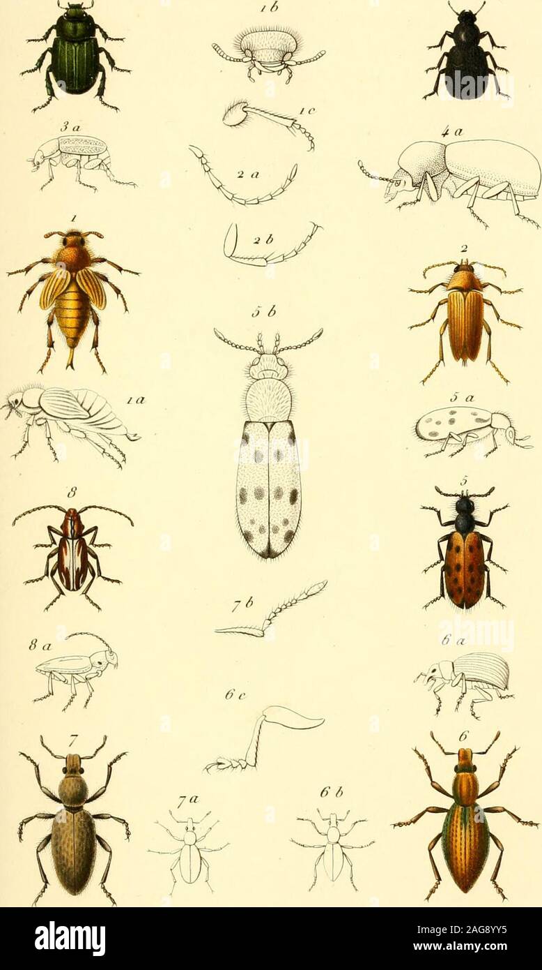 Retour De Chasse High Resolution Stock Photography And Images Alamy