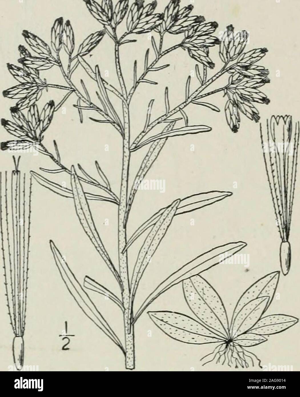 . An illustrated flora of the northern United States, Canada and the British possessions : from Newfoundland to the parallel of the southern boundary of Virginia and from the Atlantic Ocean westward to the 102nd meridian. Anaphalis occidentalis (Greene) 454 COMPOSITAE. Vol. III.. Low, diffuse; inflorescence mostly capitate; pappus-bristles distinct. Floccose-woolly ; involucral bracts yellowish, or white. 4. G. pahistre. Appressed-woolly ; involucral bracts becoming dark brown. 5. G. uliginosum. Tufted low mountain herbs ; heads few ; bracts brown ; pappus-bristles distinct. 6. G. supinum. 2. Stock Photo