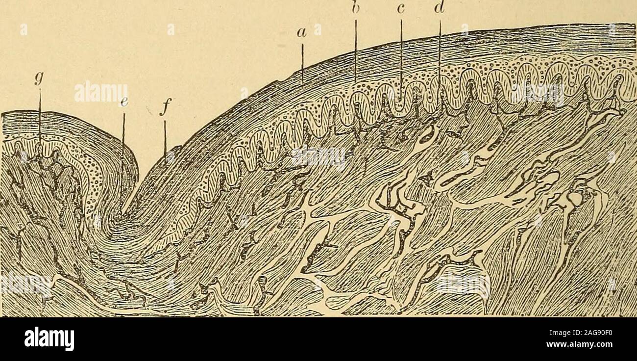 . A practical treatise on diseases of the skin, for the use of students and practitioners. ncave regarding the phalanx,and is implanted upon the nail-bed beneath. In the embrvo the first change looking to the future formation ofa nail consists in a peculiar smoothness and brilliancy of the epidermiscovering the dorsum of the distal phalanges. Later, an epithelialridge or line with a groove in front of it traverses the tip of the finger.Thus, three regions are defined: the region behind the ridge, the nail-wall; that in the groove, the nail-bed; and that in front of the groove,the pulp of the l Stock Photo