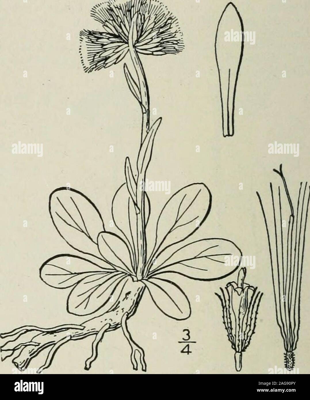 . An illustrated flora of the northern United States, Canada and the British possessions : from Newfoundland to the parallel of the southern boundary of Virginia and from the Atlantic Ocean westward to the 102nd meridian. /ill. Antennaria neglecta Greene. foot. Fig. 4403. Field Cats- Antennaria neglecta Greene, Pittonia 3: 173. 1897.An ennaria petaloidea Fernald, Rhodora i : 73- i899A. neglecta simplex Peck, Bull. N. Y. State Mus. 67: Bot.6: 33- 1903- Stoloniferous, the stolons long and slender, bear-ing small leaves, except at the ends, where they arenormally developed. Basal leaves oblanceol Stock Photo