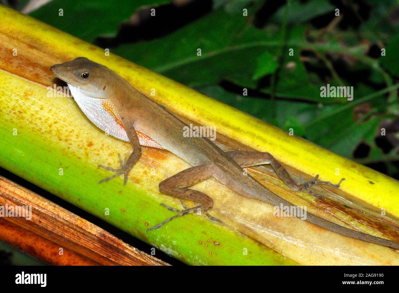 Slender anole, norops limifrons, Costa Rica. Stock Photo