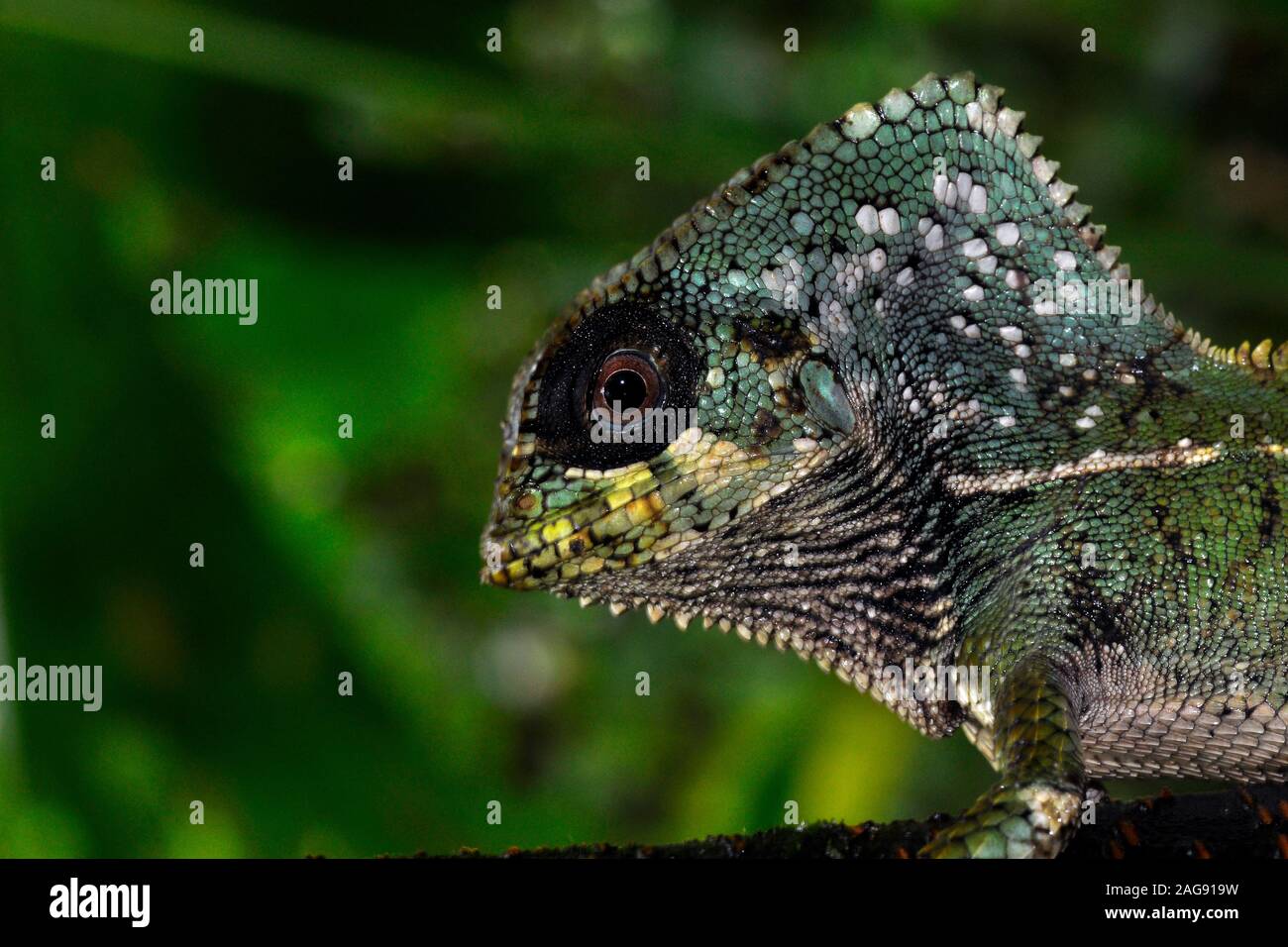 Helmeted iguana, Corytophanes cristatus, Costa Rica. Stock Photo