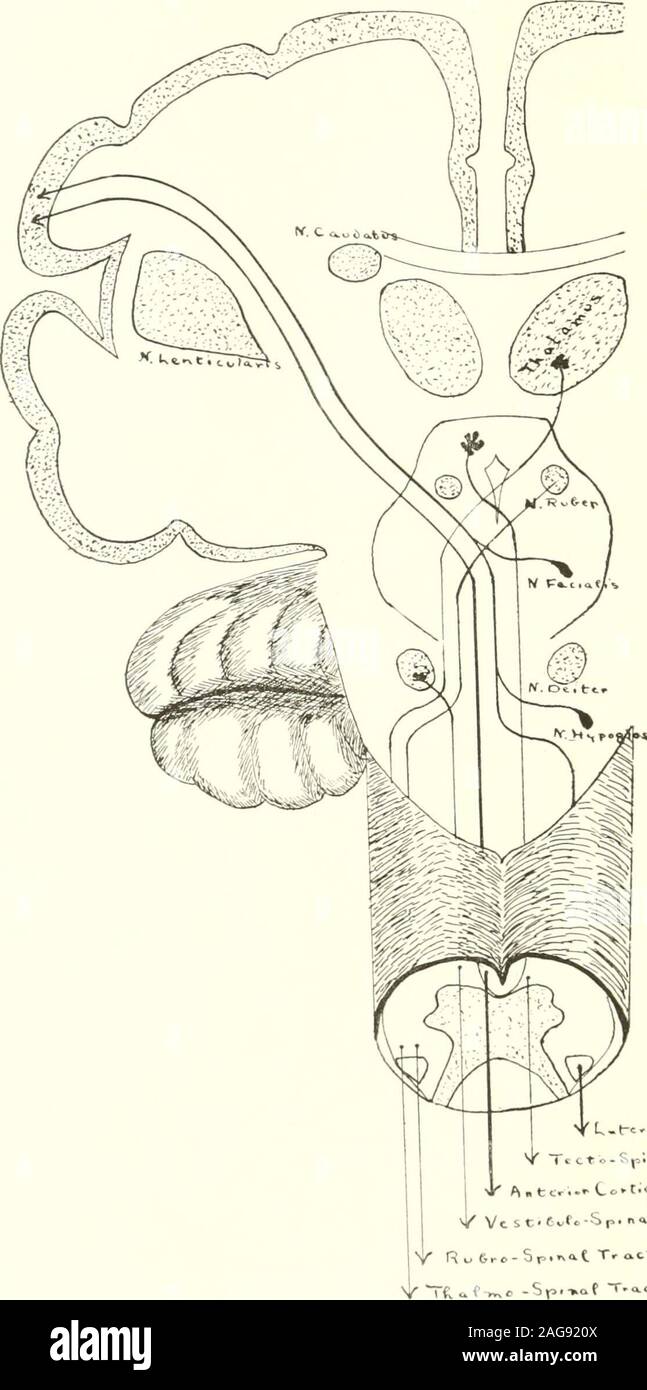 Projection Tract . An atlas of the differential diagnosis of the diseases of the nervous ...