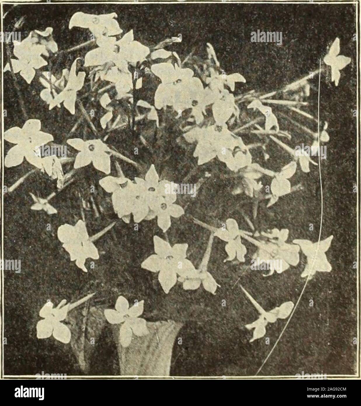 . Dreer's 1913 garden book. Myosotis (Forget-Me-Not). 10 Nierembergia. (Cup Flower.) 3421 Frutescens. A halfhardy perennial ,slender-growing plant,perpetually in bloom,flowering the first yearif sown early; desirablefor the greenhouse, bas-kets, vases, or beddingout. White, tinted withlilac; 1 foot 10. Nicotiana Affinis. THE TWO BEAUTIFUL ANNUALS shown in colors and offered on pane 58 are exquisite for cutting. 106 (JHfUBBfADim -PHILADtLPhlAPA® RELIABLE PIOWER SEEDS Qftl Stock Photo