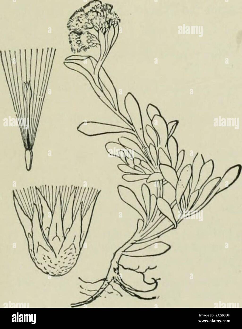 . An illustrated flora of the northern United States, Canada and the British possessions : from Newfoundland to the parallel of the southern boundary of Virginia and from the Atlantic Ocean westward to the 102nd meridian. 2. Antennaria alpina (L.) Gaertn. Alpine Everlasting. Fig. 4394- Gnaphalium alpinum L. Sp. PI. 856. i753- Antennaria alpina Gaertn. Fr. & Sem. 2: 410. 1791. iA. labradorica Nutt. Trans. Am. Phil. Soc. (II) 7: 406.1841. A. angustata Greene, Pittonia 3: 284. 1898. Surculose by short stolons; stems floccose-woolly,i-4 high. Basal leaves usually numerous, tufted,spatulate or line Stock Photo