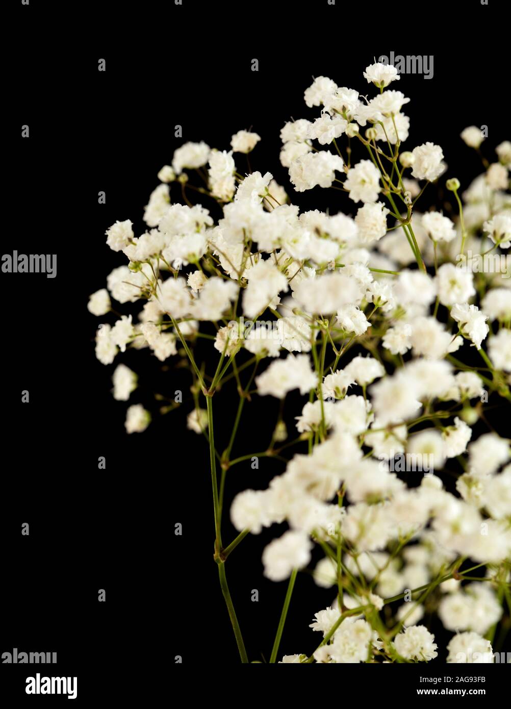 Baby's Breath Gypsophila Tinted -  Flowers - Proms & Weddings