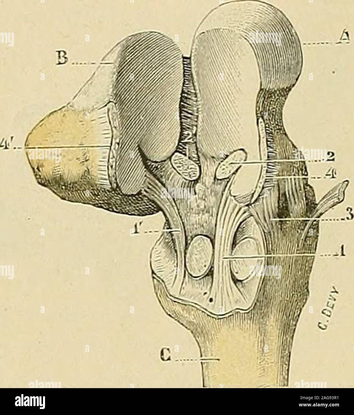 . Traité d'anatomie humaine : anatomie descriptive, histologie, développement. a péné-tration dans le carpe de lapophyse styloïde de ce dernier os, est incliné de hauten bas et de dehors en dedans. Plus loin, au niveau du quatrième métacarpien,linterligne est à peu près horizontal. Plus loin encore, au niveau du cinquième,il se relève vers le bord cubital de la main et devient ainsi obliquement ascendant.Au total, linterligne articulaire, envisagé dans son ensemble, peut être considérécomme formé par deux lignes courbes à concavité supérieure, qui se réuniraient au sommet de lapophyse styloïde Stock Photo