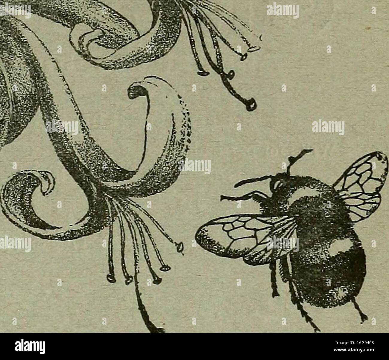 . The Entomologist's record and journal of variation. THE .^ ENTOMOLOGISTS RECORD JOURNAL OF VARIATION Edited by J. ^V. TUTT, F.E.S. Assisted by T. HUDSON BEABE, b.sc, f.e.s., f.e.s.e.M. BURR, B.A.,F.z.s., F.L.S., r.E.s. T. A. CHAPMAN, M.D., F.z.s., f.e.s.Jas. E. COLLIN, F.E.S. H. St. J.K.DONISTHORPE f.z.s. F.e.s •ilvv DECEMBER 15th, 1906. Price ONE SHILLING (net). (WITH TWO PLATES AND GENERAL INDEX.) SubscriptioD for Complete Volume, post free (Including all DOUBLE NUMBERS, etc.),SEVEN SHILLINGS, TO BE FOEWABDED TO J. HERBERT TUTT, 119, Westcombe Hill, Blackheath, London, S.E. Stock Photo