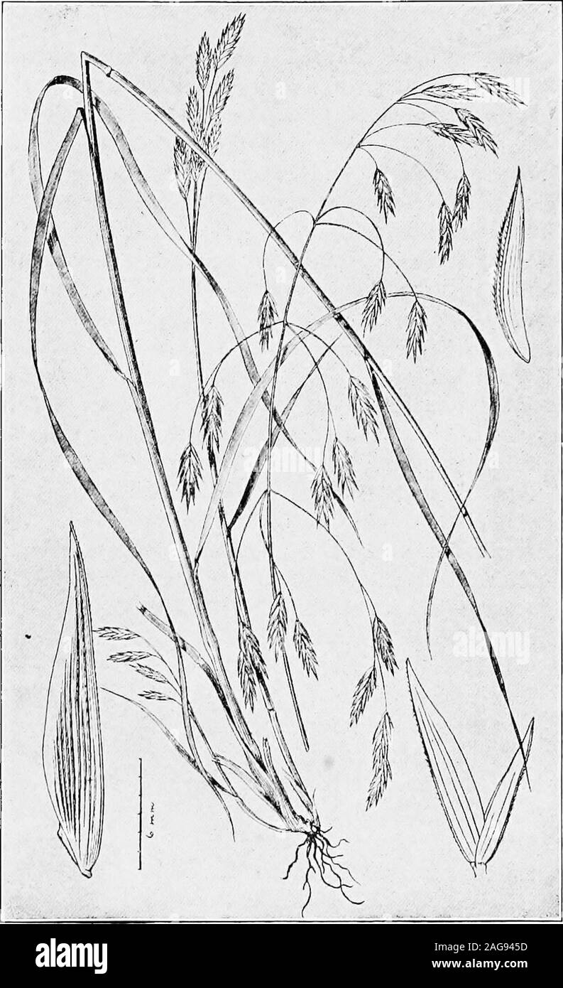 . Farm grasses of the United States; a practical treatise on the grass crop, seeding and management of meadows and pastures, descriptions of the best varieties, the seed and its impurities, grasses for special conditions, etc., etc. untain bearing that name. It ishoped that suitable local names for them may becomewell enough established to warrant their general use. Another representative of this genus is the well-known cheat or chess (^Bromus secalinus), Fig. 36, ofthe grain-fields. In the Willamette Valley, Oiegon,and in the Blue Mountains of the same State, cheat isgrown for hay to a consid Stock Photo