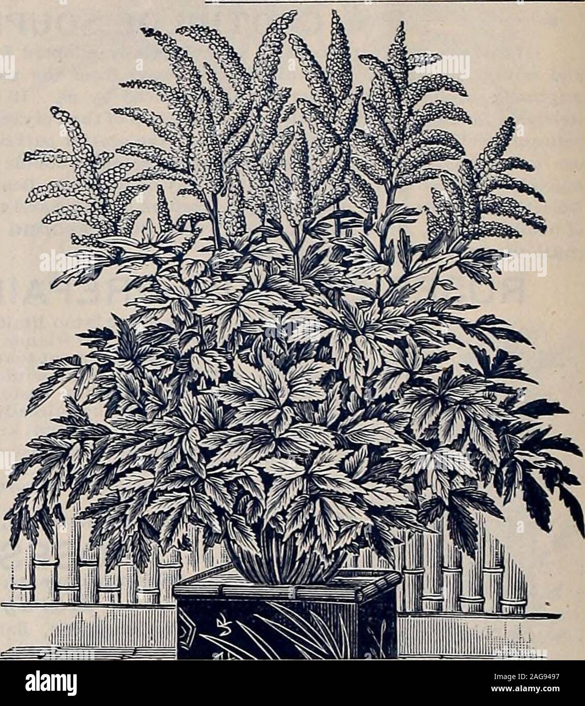 . Vaughan's gardening illustrated : autumn edition. First size, large plants, by ex-press or freight at purchasers ex-pense. Second size, small plants,by mail, postage paid. LILAC (SYRINGA),. MANEIIIA VINE. First size, spiraea japonica. Akebla Quiniata.—Very sweet, brown flowers; climber,each, 25c; doz., $2.50. Second size, each, 15c; doz., $1.50. Aristo«ocniaSipbo(DutchmansPipe).—Climber;beautiful leavesand curious flowers. Extra plants, tops 6 to 8 feet, by express only. Each, $t.oo Apios Tnberosa (Tuberous Rooted Wisteria).—Ea., 8c; 3 for 20c. Ampelopsis Quinquefolia (Virginia Creeper). vei Stock Photo