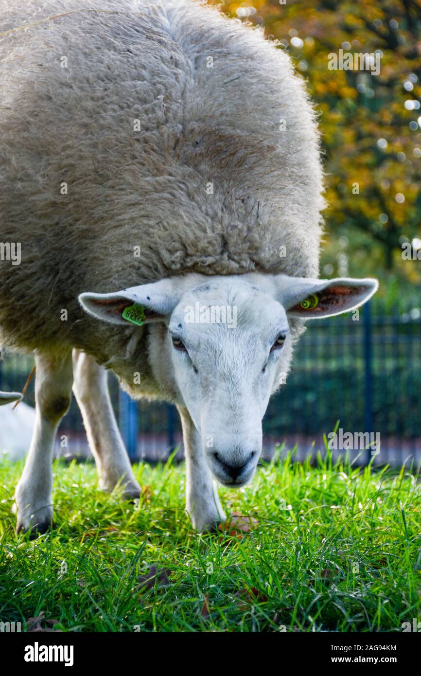 Vertical shot of a sheep in the pasture on a blurred background Stock ...