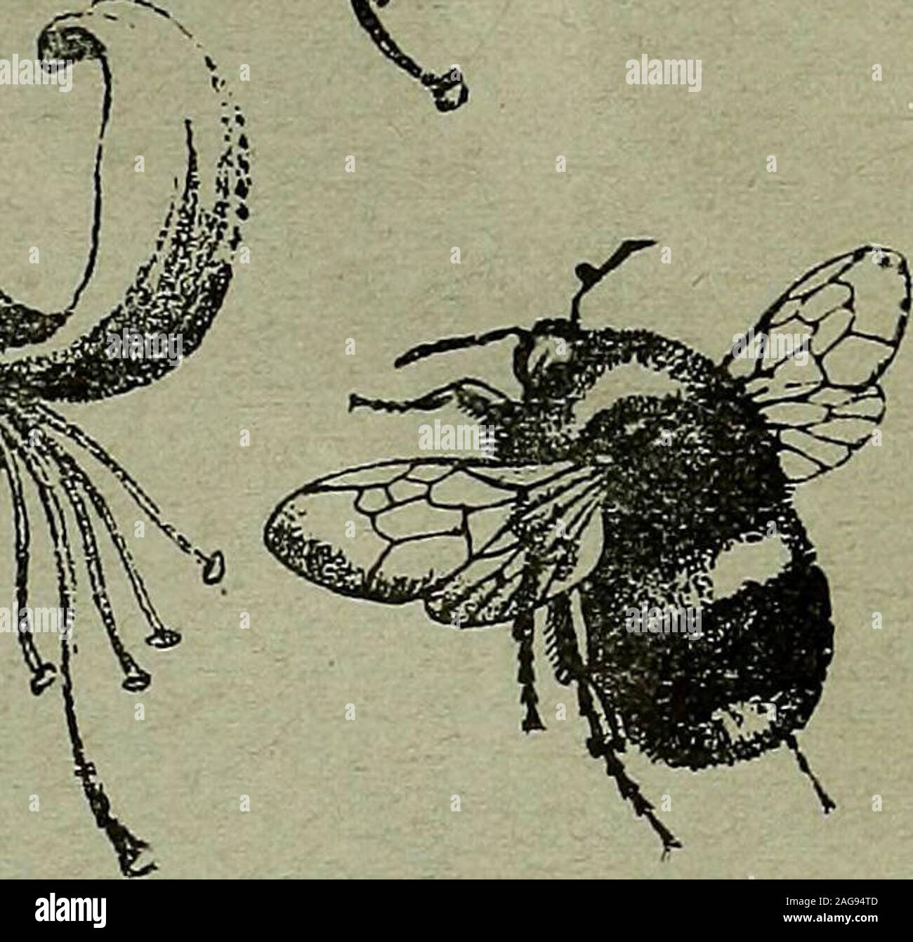 . The Entomologist's record and journal of variation. THE ENTOMOLOGISTS RECORD AND JOURNAL OF VARIATION Edited by J. yv. TUTT, F.E.S. Assisted by T. HUDSON BEARE, b.sc, f.e.s., f.r.s.e.M. BURR, B.A.,r<z.s., f.l.s., t.e.s. T. A. CHAPMAN, m.d., i-.z.s., f.e.s.Jas. E. COLLIN, F.E.S. H. St. J.K.DONISTHORPE f.z.s. f.e.s SEPTEMBER 15th, 1906. ^ Price SIXPENCE (net). (WITH PLATE.) Subscription for Complete Volume, post free (Including all DOUBLE NUMBERS, etchSEVEN SHILLINGS, TO BE FORWARDED TO J. HERBERT TUTT, 119, Westcombe Hill, Bi.ackheath, London, S.E. Stock Photo