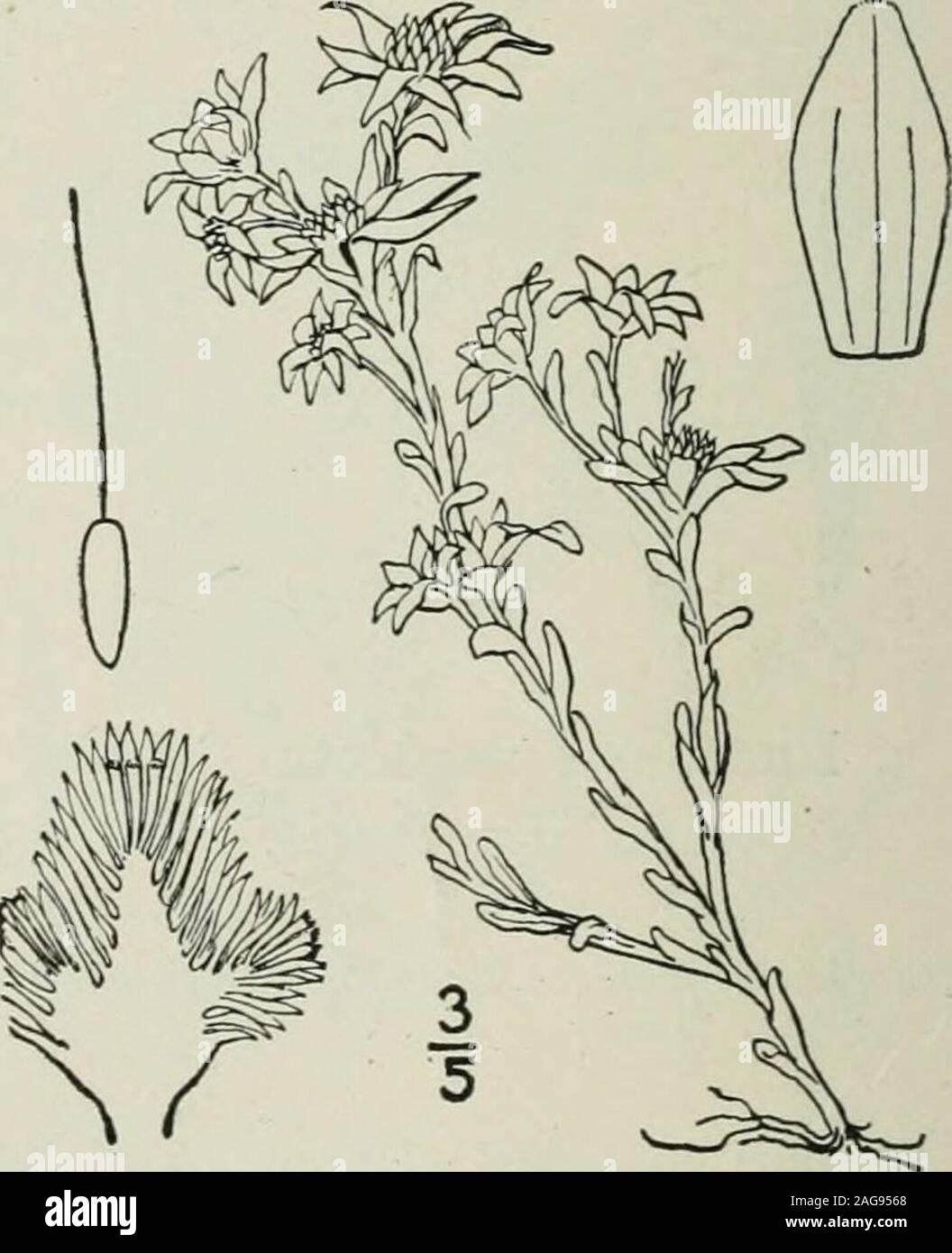 . An illustrated flora of the northern United States, Canada and the British possessions : from Newfoundland to the parallel of the southern boundary of Virginia and from the Atlantic Ocean westward to the 102nd meridian. PI. 927. 1753.] White-woolly herbs, closely resembling those of the preceding genus, with alternate,entire leaves, and small discoid glomerate heads, often subtended by leafy bracts, the clustersproliferous in our species. Involucre small, its bracts scarious, imbricated in several series,the outer usually tomentose. Receptacle subulate, cylindric or obconic, chaffy, each cha Stock Photo