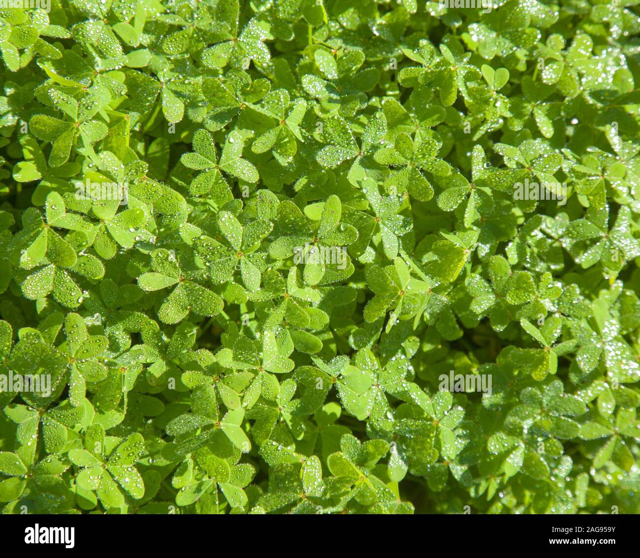 wet leaves of Oxalis pes-caprae natural floral macro background Stock Photo