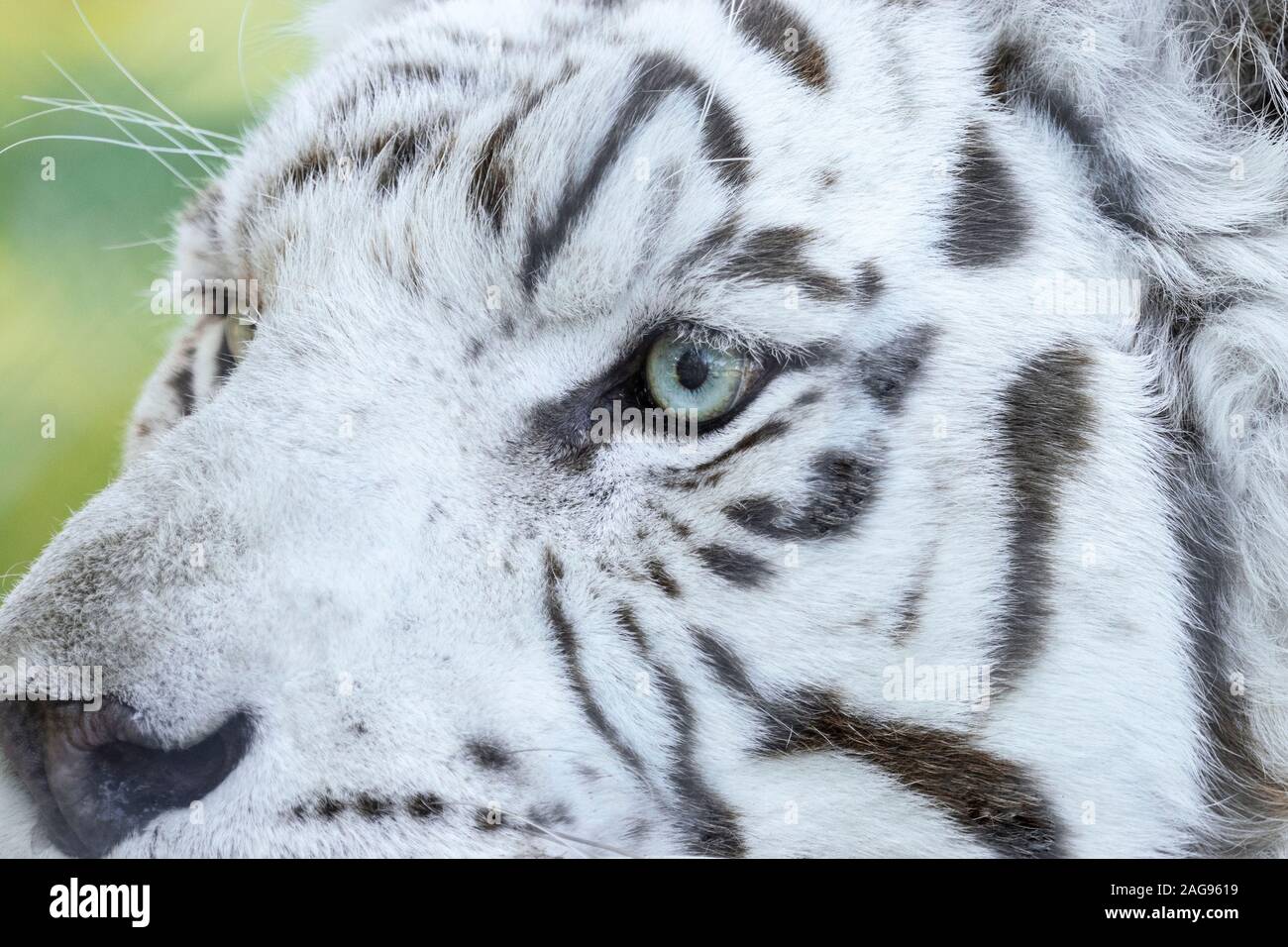 White tiger close up Stock Photo Alamy