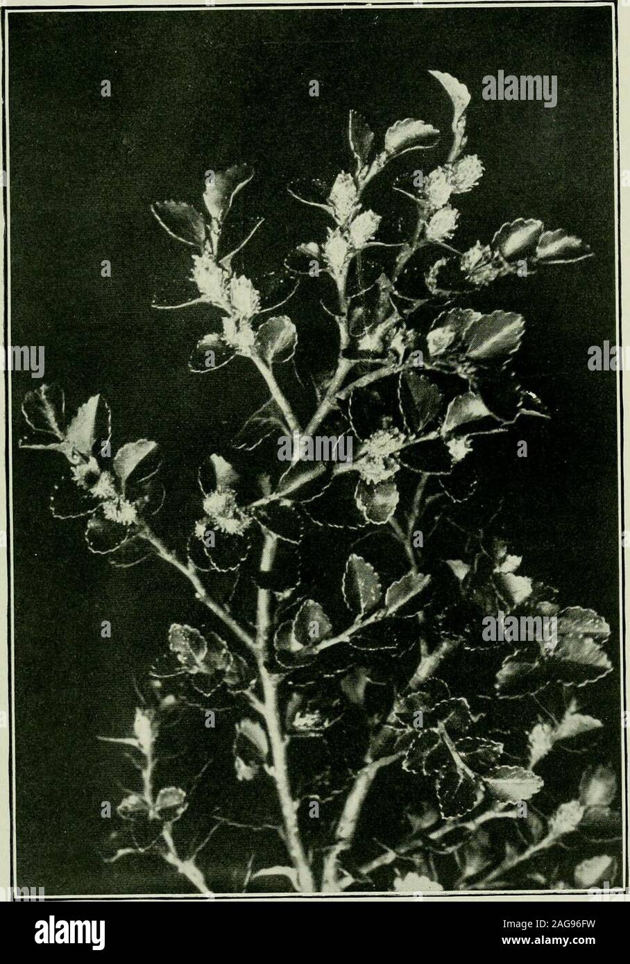 . Plants of New Zealand. rate. INIale flowers 1-3; perianth5-toothed. Fruiting involucre ovate. Nuts winged ; wings toothed. NorthIsland : mountainous districts ; South Island : abundant. The * Black Bircli orRed Bircli. N. Solandpi iSolanders Beech). Trunk 100ft. in height, 4ft.-5ft. in diameter. Bark white in young trees,black in old. Young shoots very downy. Leaves fin.-fin. long, oblong, obtuse,entire, oblique at the base, white below. Male flowers solitary ; perianth broad.Fruiting involucre, hairy or shining, fin. long ; segments with scales entire ortoothed. North Island : mountain fore Stock Photo