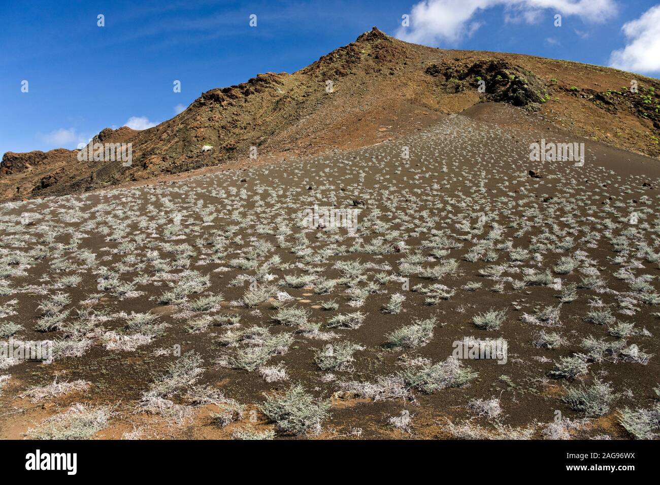 Grey Matplant (Tiquilia nesiotica) growing on the side of a volcano cinder cone on the island of Bartolome in the Galapagos Islands, Ecuador. Stock Photo