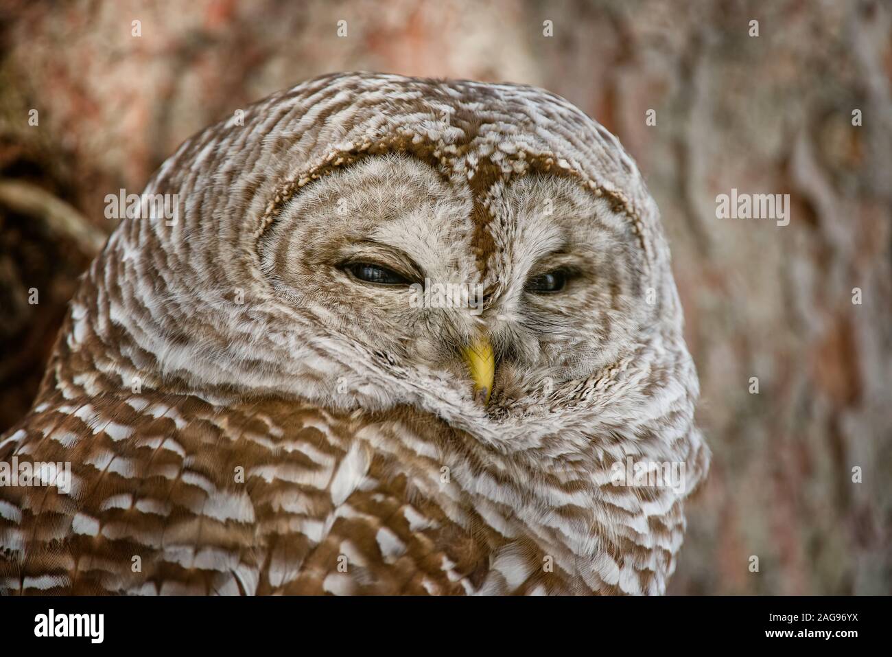 Barred Owl Stock Photo