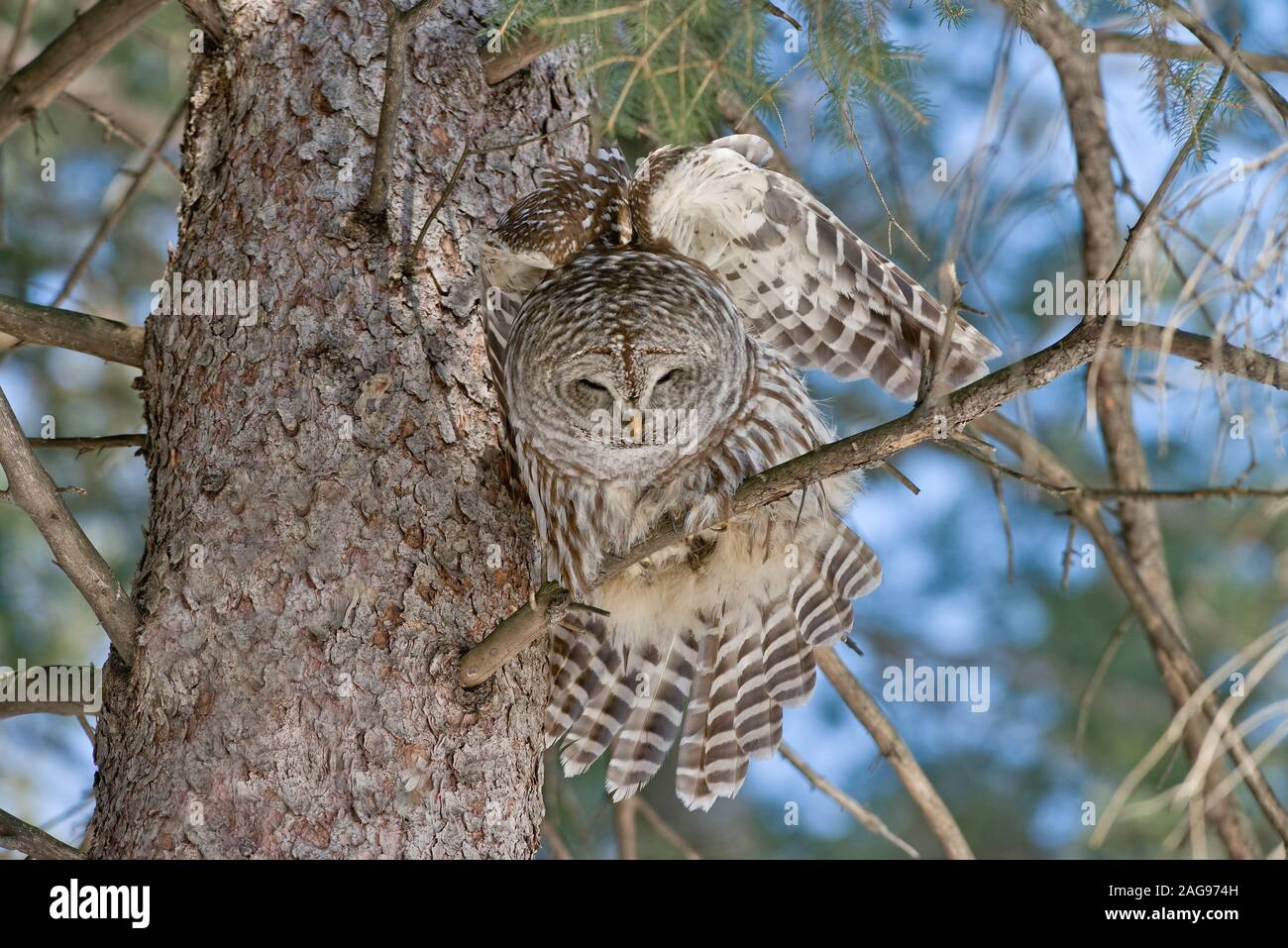 Barred Owl Stock Photo