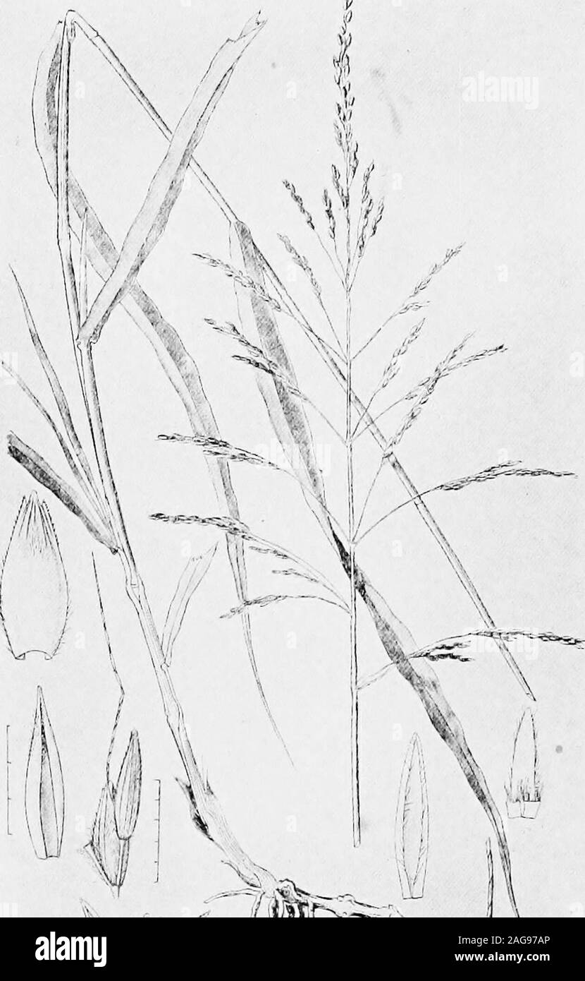 . Farm grasses of the United States; a practical treatise on the grass crop, seeding and management of meadows and pastures, descriptions of the best varieties, the seed and its impurities, grasses for special conditions, etc., etc. das a winter companion for Bermuda grass, but not ona scale sufficient to give positive results. A few farm-ers report favorable results with it. By plowing Ber-muda sod in autumn it is probable that a crop of fall-sown oats could be grown for hay and leave goodpasture the next summer, though this suggestion restsrather on theory than on experience. JOHNSON GRASS { Stock Photo