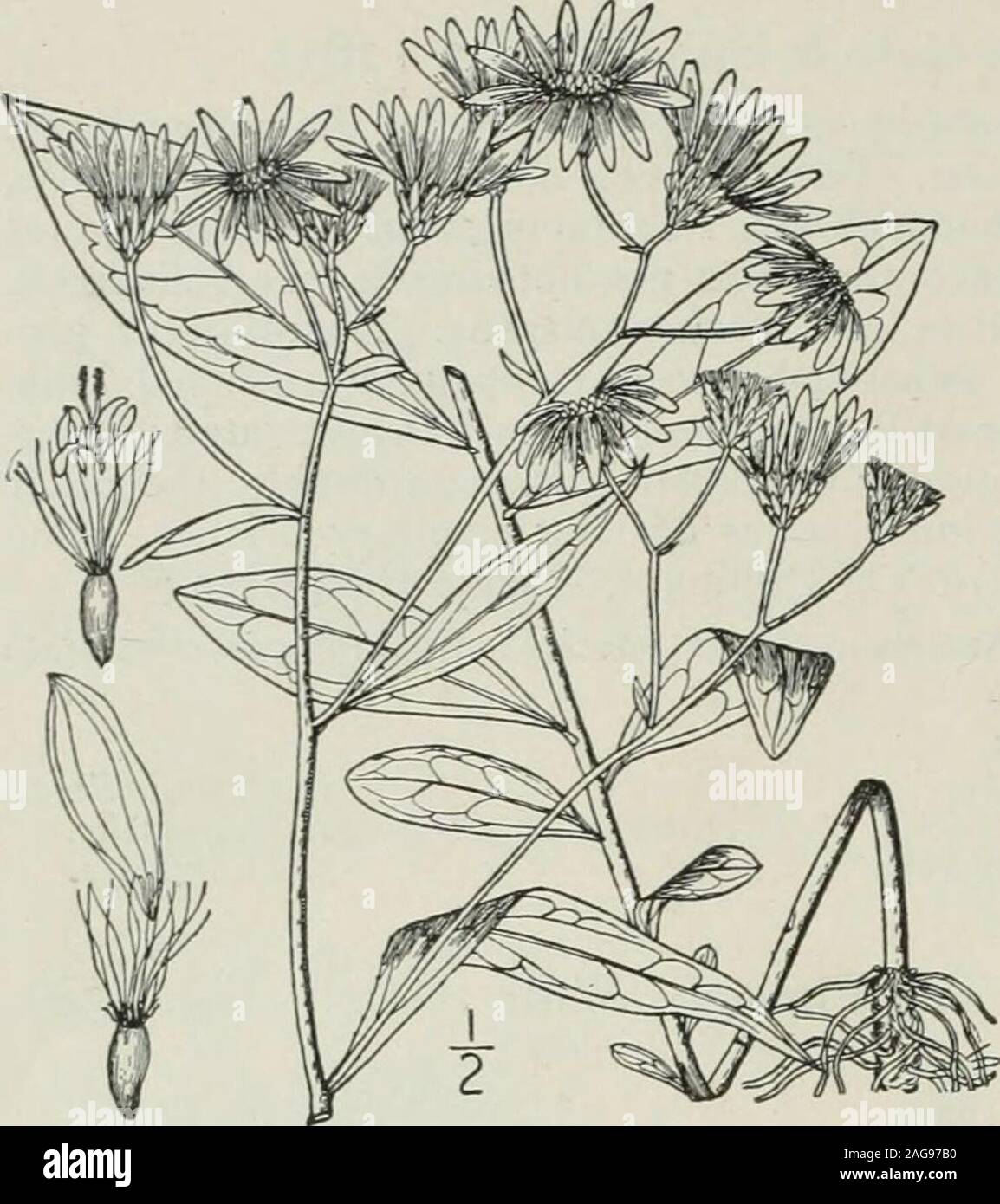 . An illustrated flora of the northern United States, Canada and the British possessions : from Newfoundland to the parallel of the southern boundary of Virginia and from the Atlantic Ocean westward to the 102nd meridian. Pennsylvania, Florida and Texas. 2. Doellingeria humilis (Willd.) Britton. Broad-leaved Flat-top White Aster. Fig. 438 L Aster humilis Willd. Sp. PI. 3: 2038. 1804. D. amygdaling, Nees, Gen. & Sp. Ast. 179. 1832. Aster umbellatus var. latifalius A. Gray, Syn. Fl. i : Part 2, 197. 1884.Doellingeria humilis Britton, in Britt. & Brown, III. Fl. 3: 392. 1898. Similar to the prece Stock Photo