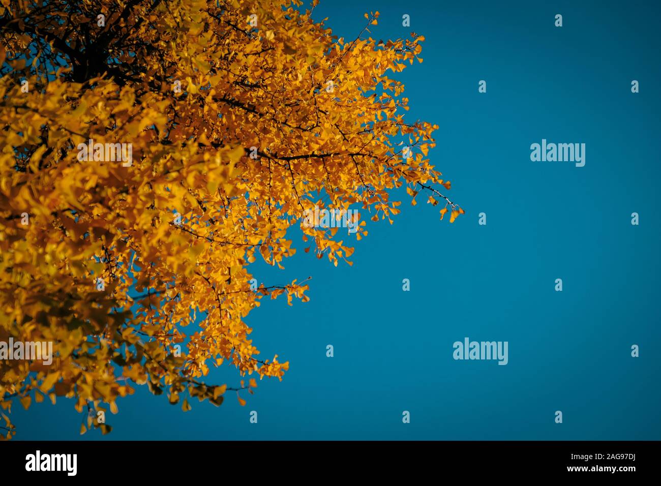 Low angle shot of a thick tree with yellow leaves under the beautiful ...